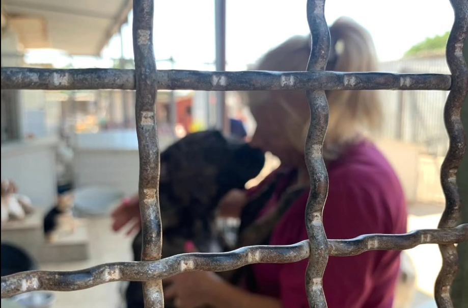 Lida Olbia supera i 139 mila euro dal 5x1000: un risultato da record nella lotta al randagismo