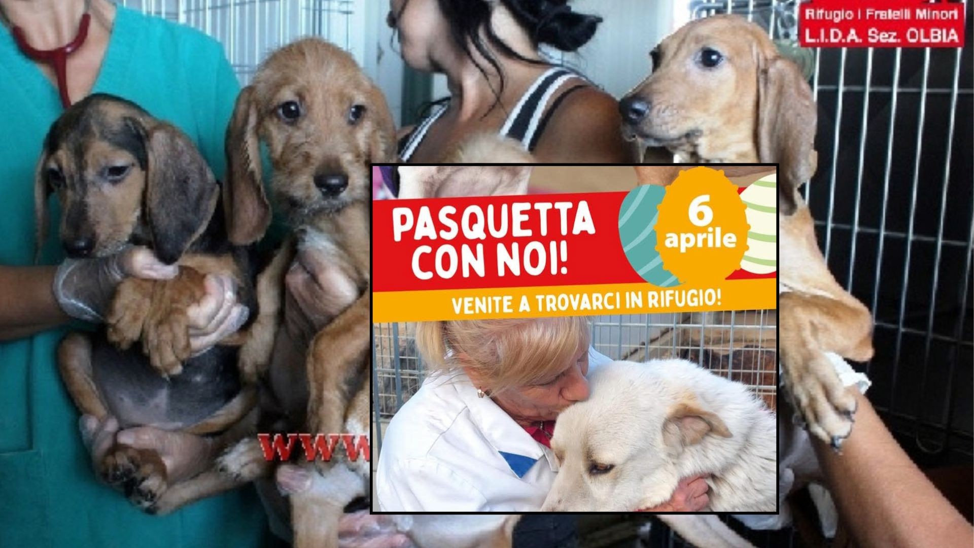 Olbia, Pasquetta solidale alla Lida: una festa per aiutare gli animali del rifugio