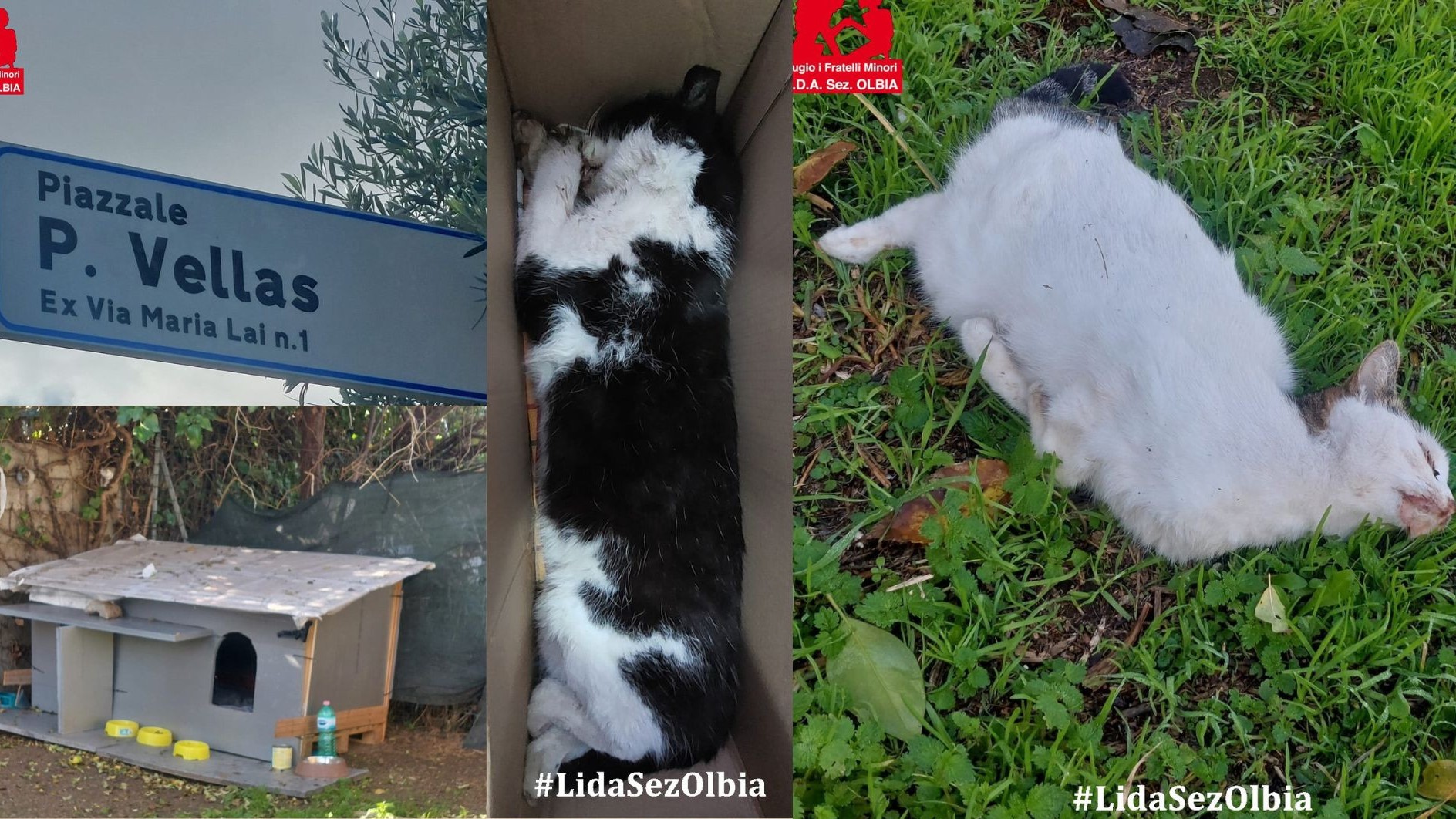 Olbia, shock in città: sei gatti avvelenati in Via Vellas