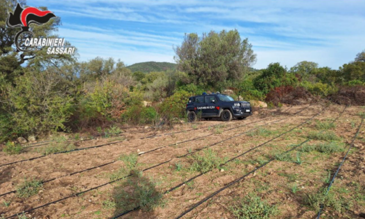 Loiri Porto San Paolo: scoperta maxi piantagione di marijuana