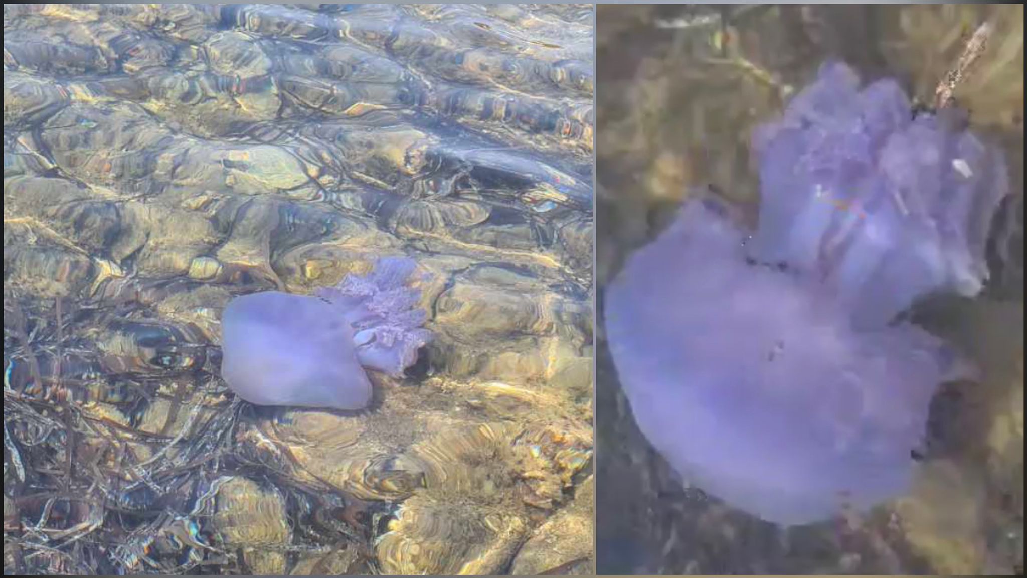 Olbia: ecco l'enorme medusa viola trovata a Mare Rocce