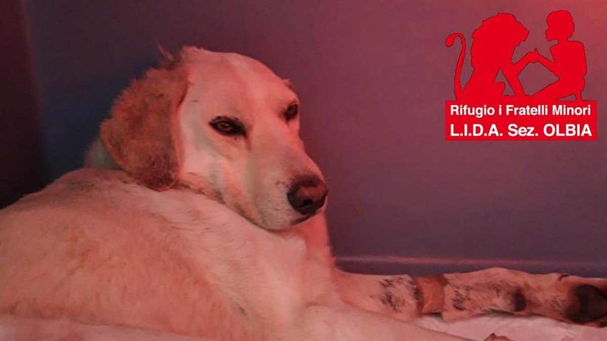 Olbia, cane preso a fucilate: amputato l'orecchio