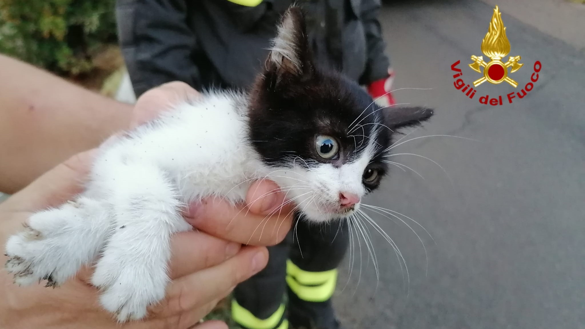 Micetto finisce in un canale: salvato dai Vigili del Fuoco 