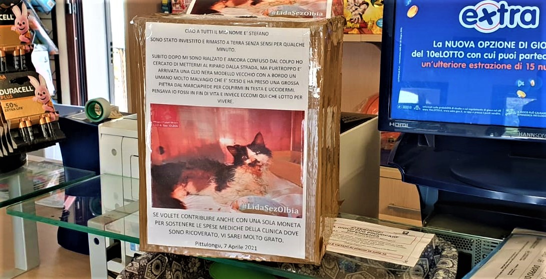 Olbia, gatto Stefano sarà cremato: urna simbolo del maltrattamento animali