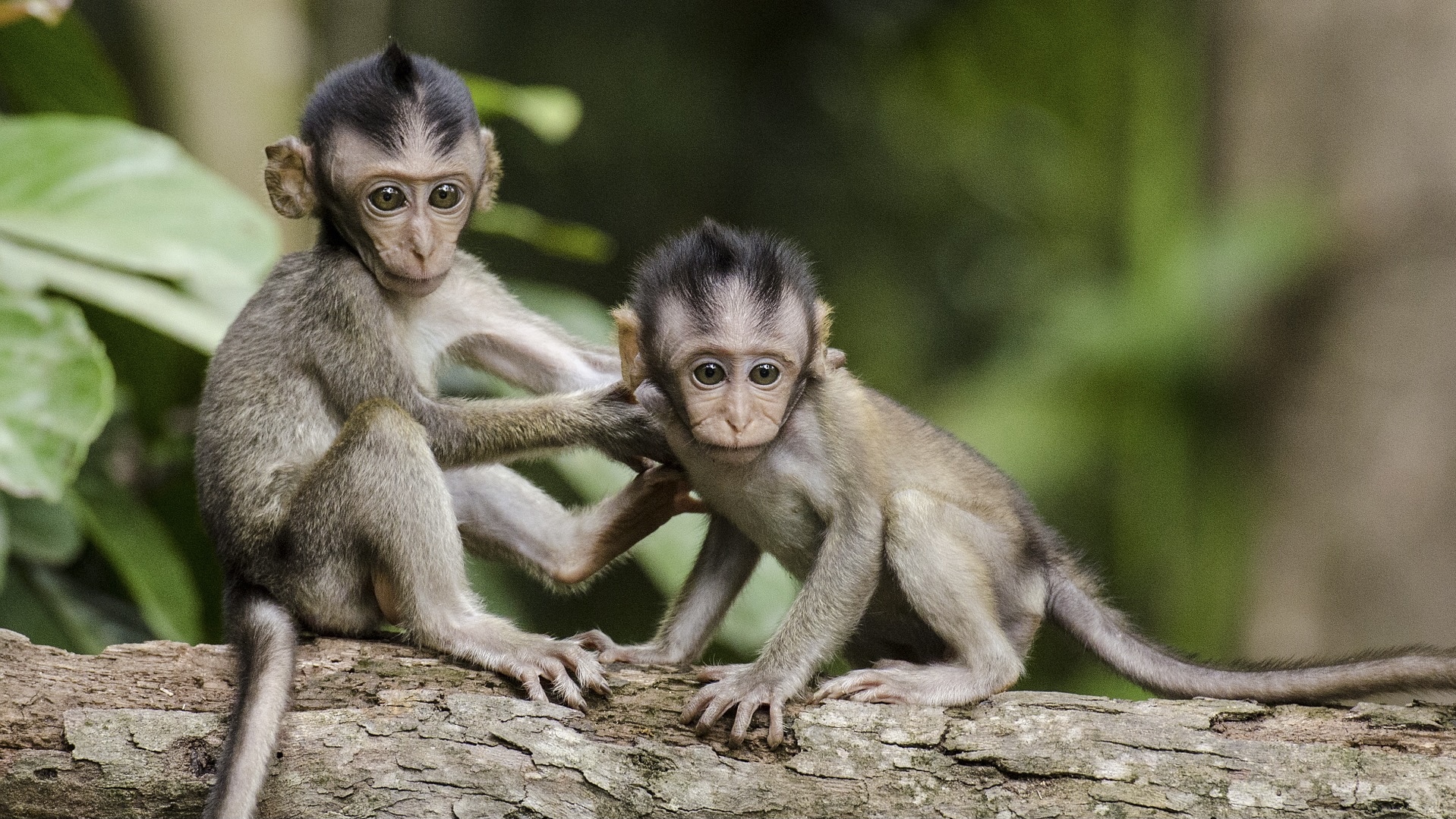 Scavalca la recinzione dello zoo per dare cibo alle scimmie: 1500 dollari di cauzione
