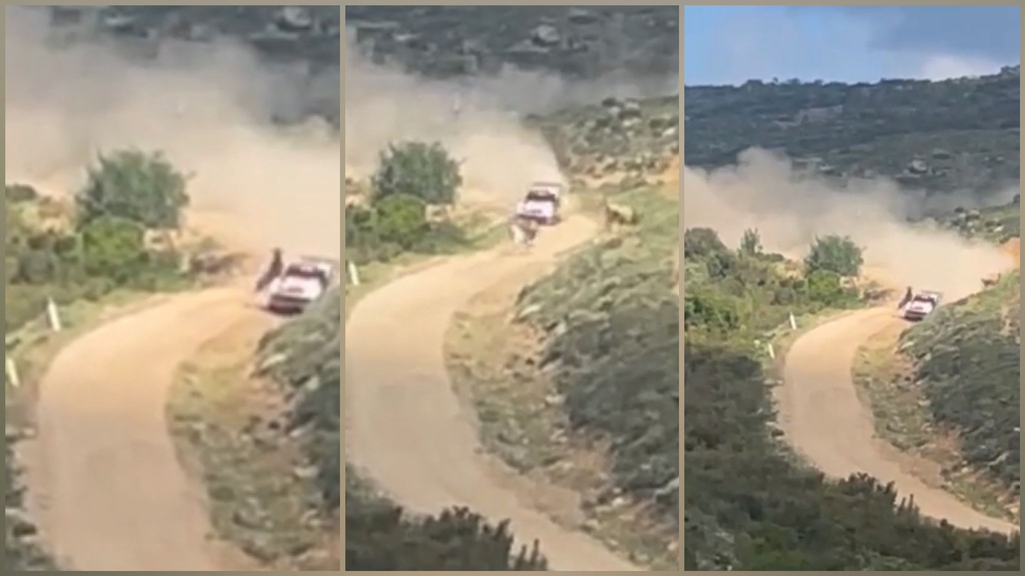 Mucca travolta da un'auto durante il Rally Italia Sardegna