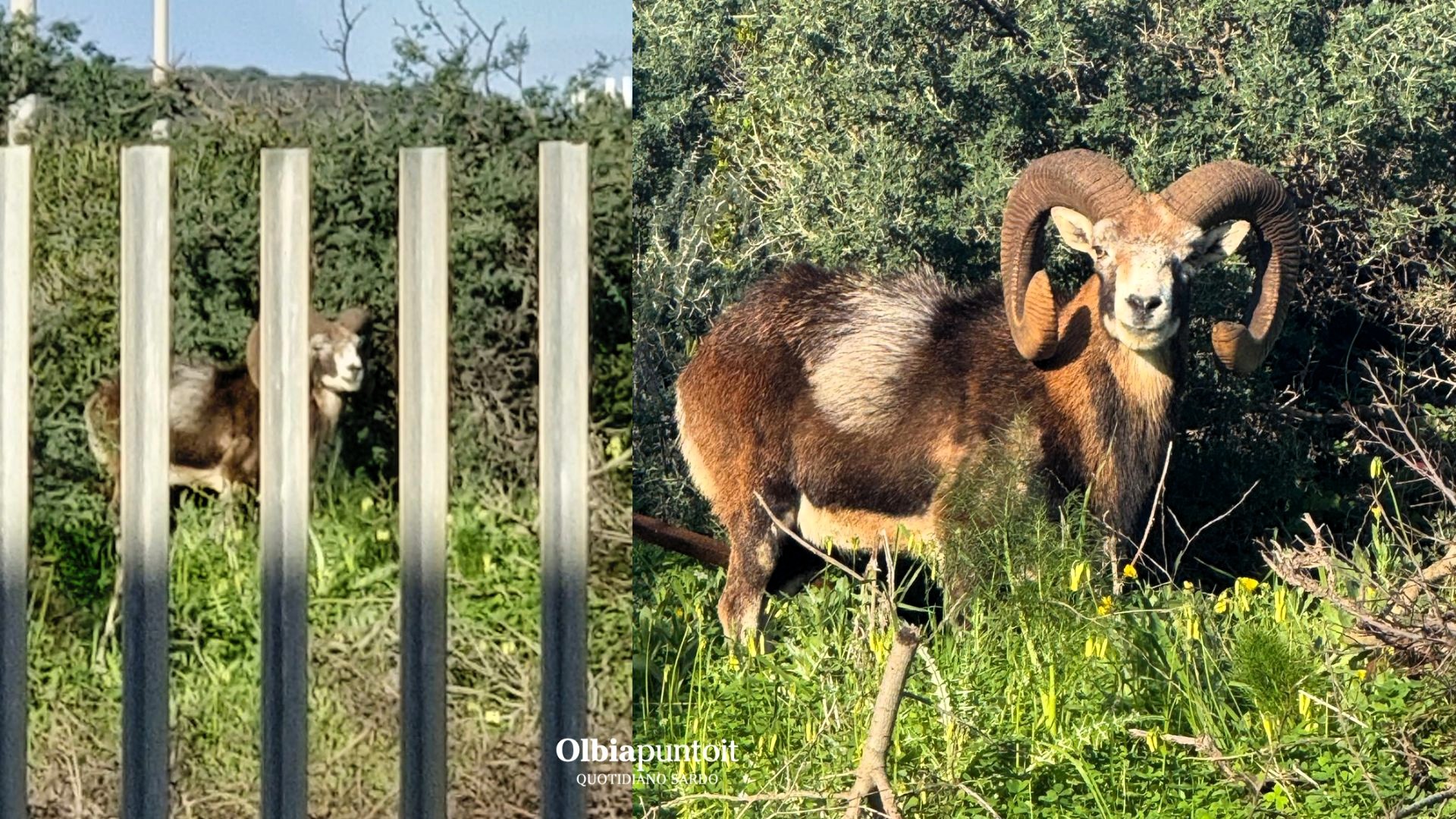 Un muflone in ricreazione: la natura fa visita alla scuola media di Golfo Aranci