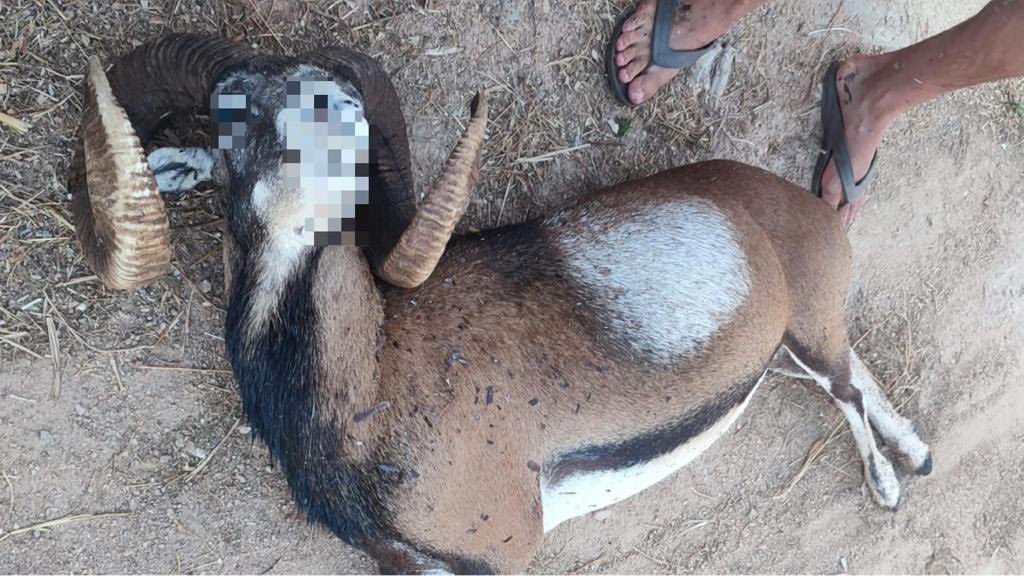 Golfo Aranci: ennesimo caso di muflone ucciso dai cani lasciati liberi