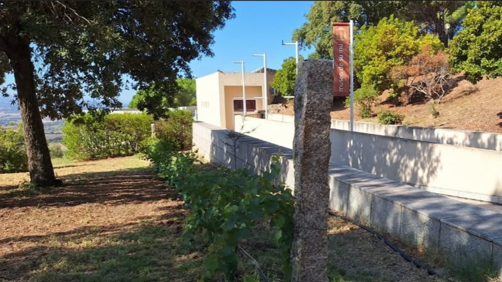 Berchidda: dove il fuoco distrusse la vigna ora crescono 250 vitigni sardi
