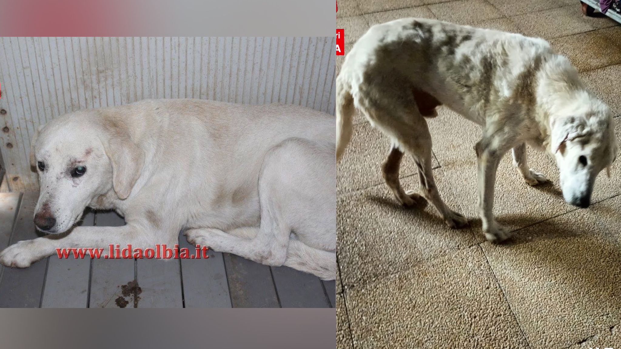 Olbia, Nannino: cane maltrattato arrivato alla Lida nel 2018, ora non c'è più