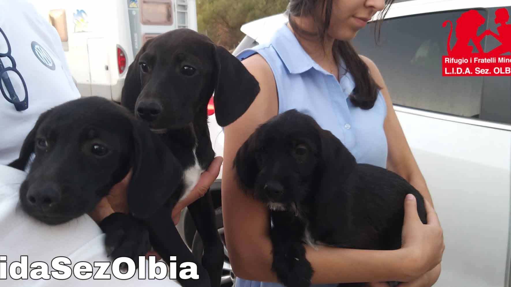 Olbia, ancora abbandoni: trovati 3 cuccioli a Plebi