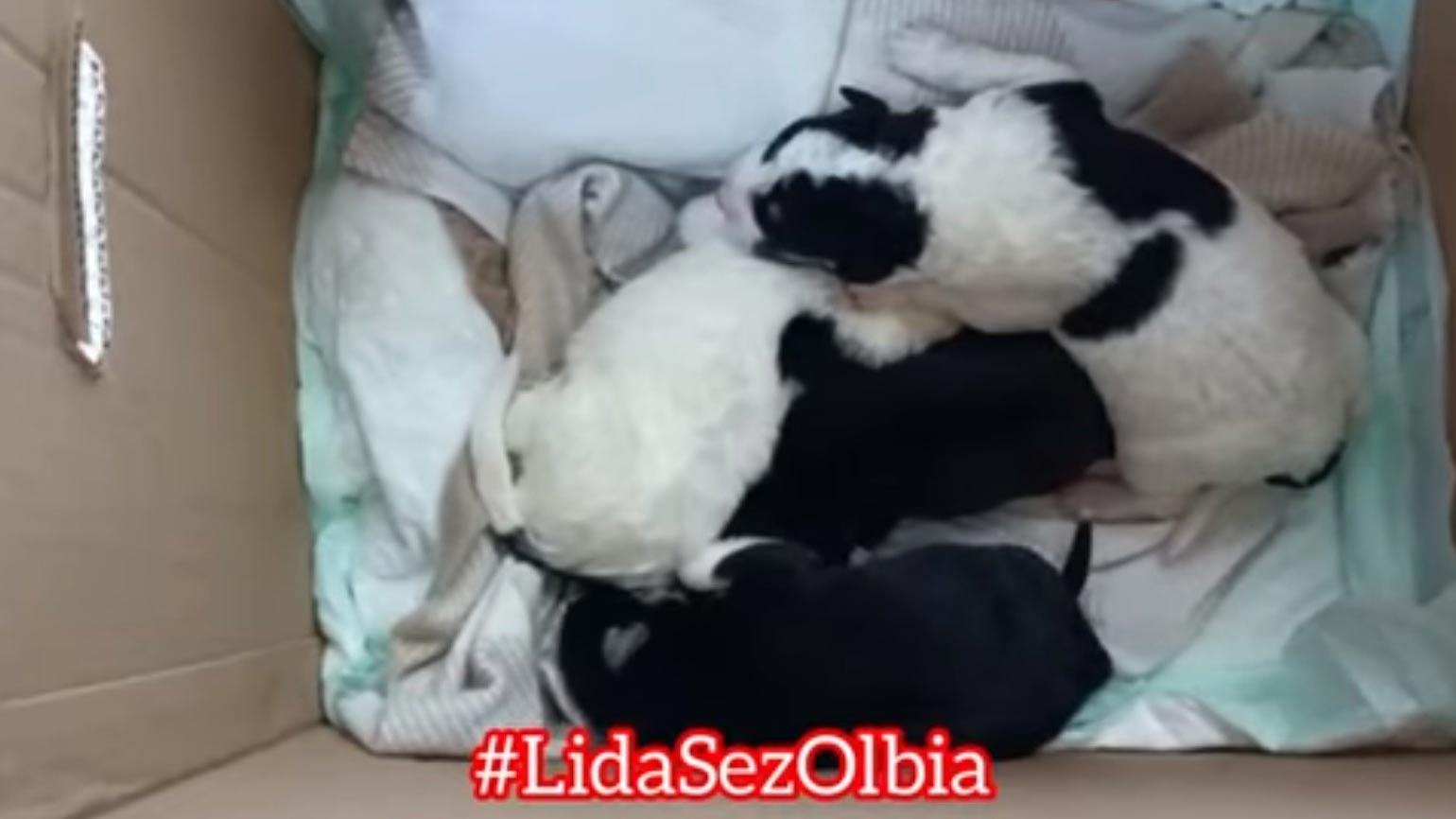 Olbia: altri 6 cuccioli abbandonati in campagna