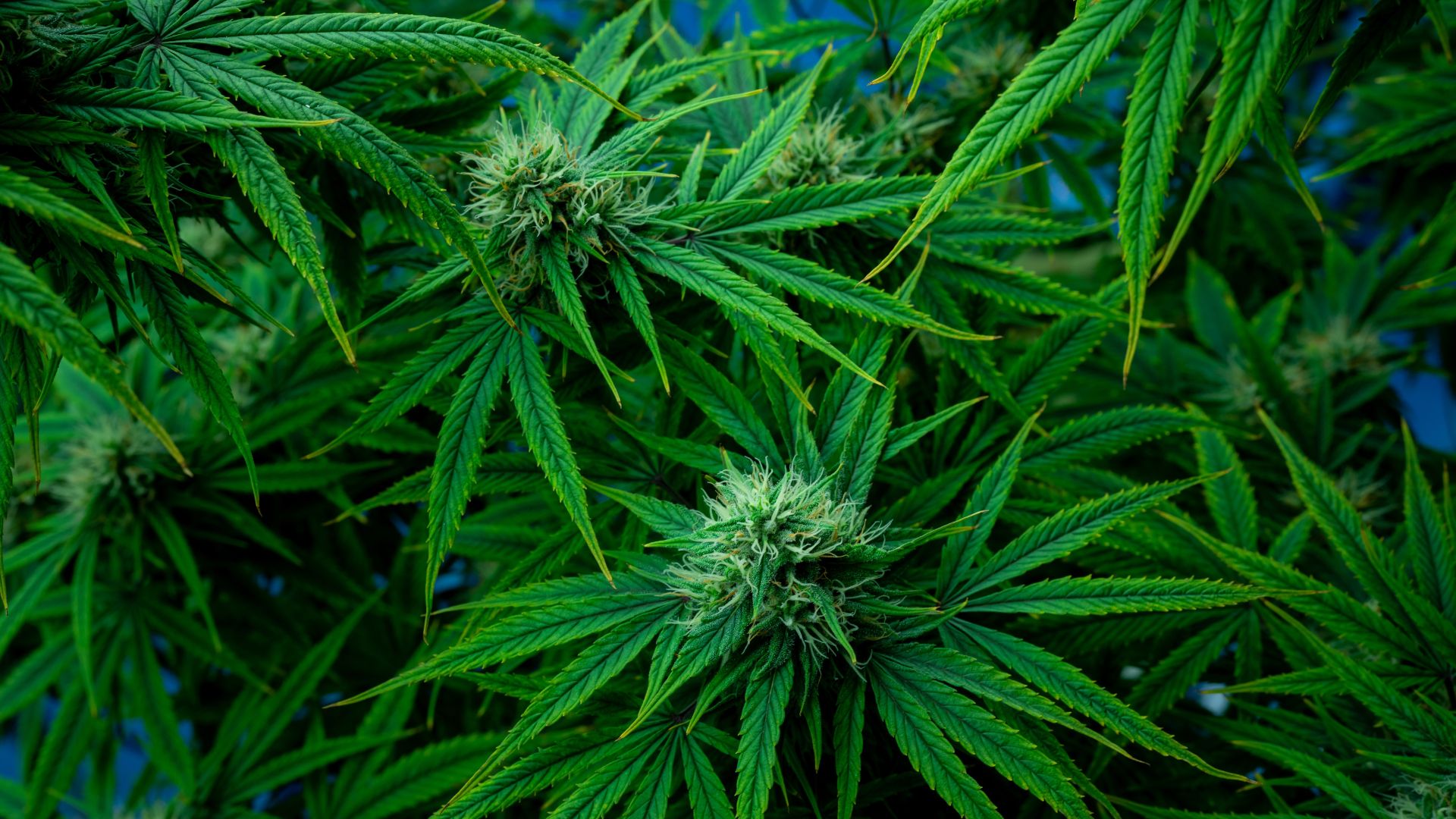 Olbia, sequestrati 21 chili di cannabis: arrestato imprenditore