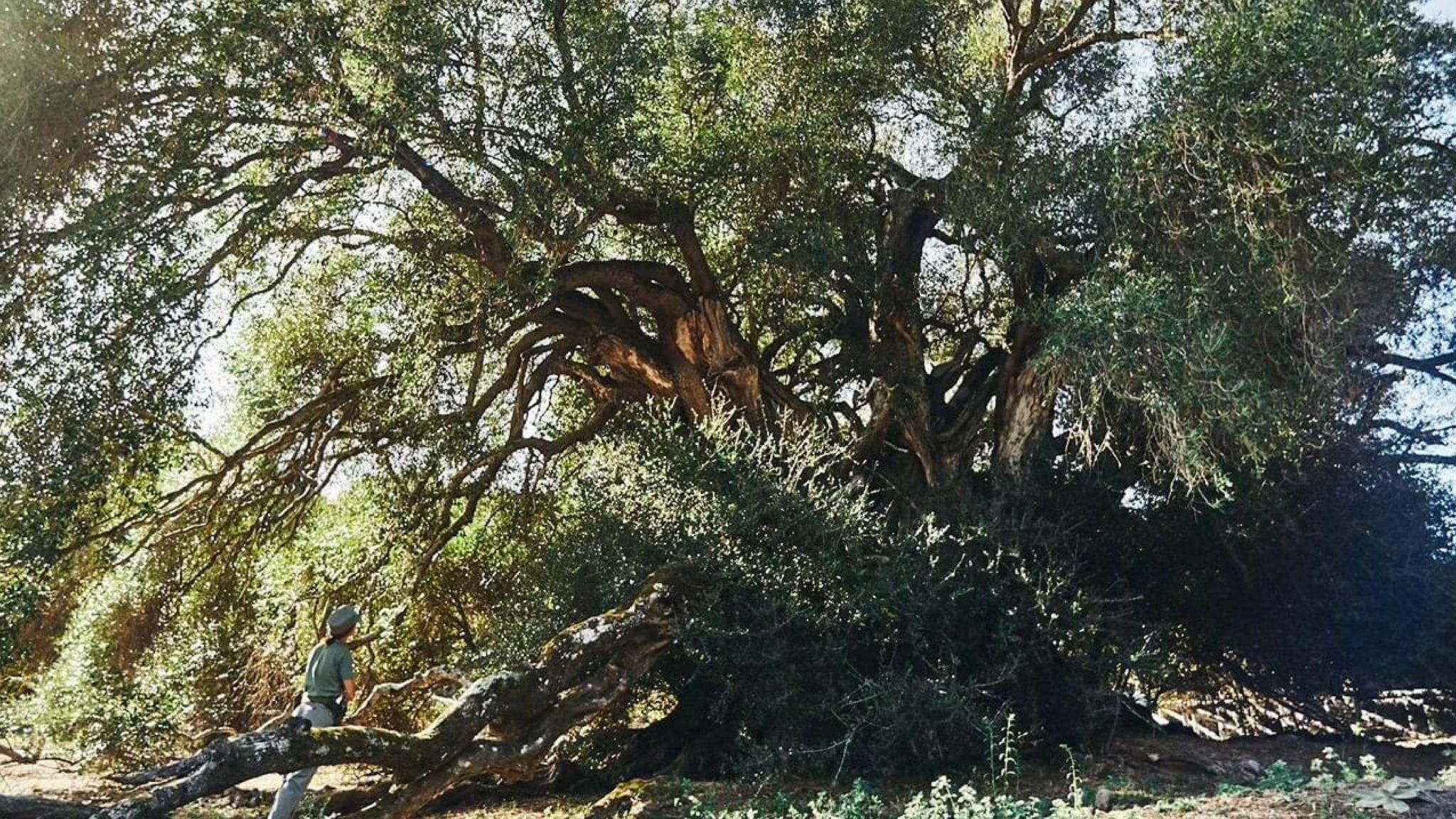 Gallura: l'olivastro di Luras candidato tra gli alberi più belli d'Italia