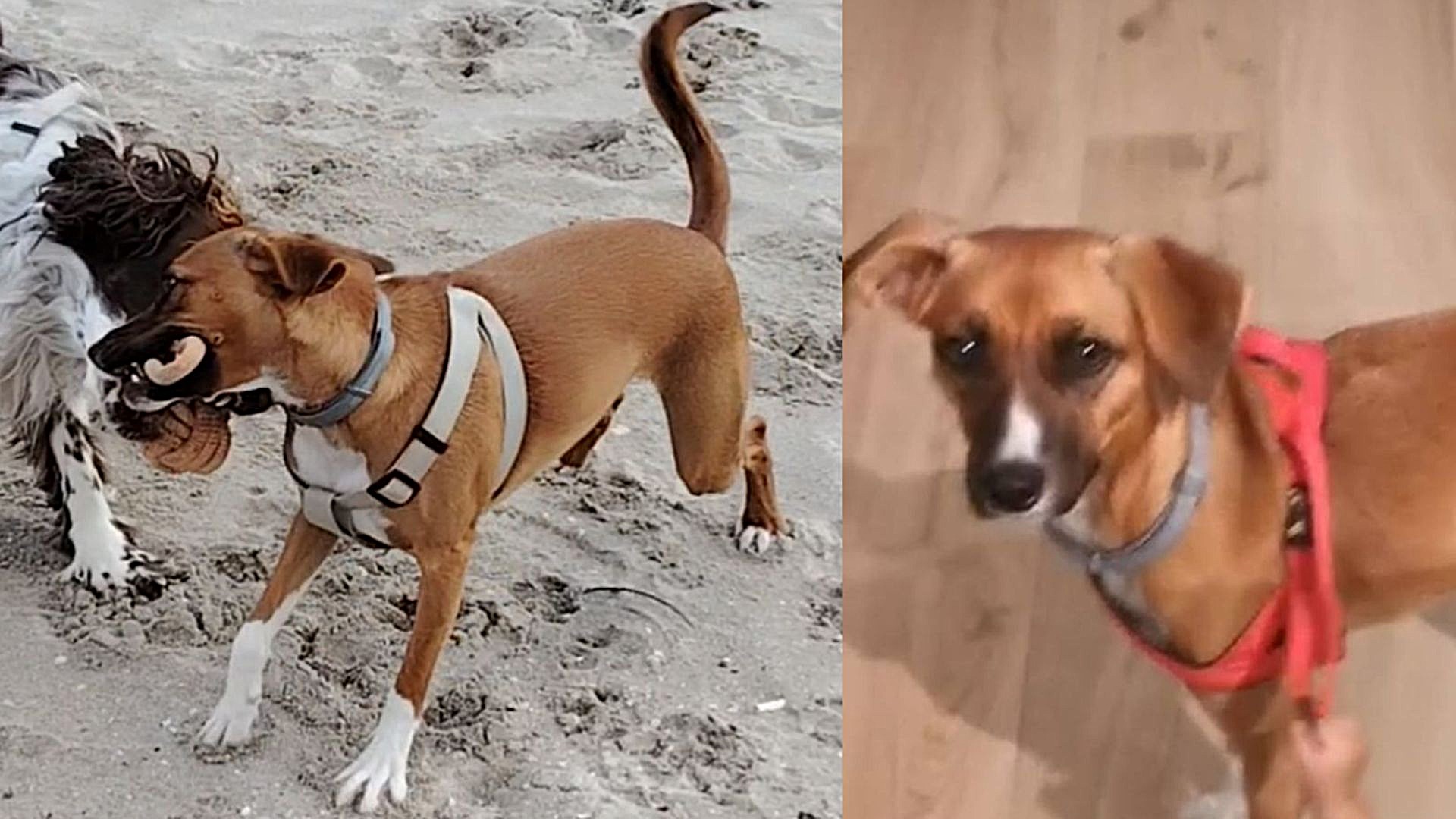 Olbia, si cerca la cagnolina Ombretta: “Ricompensa per chi la riporta a casa”