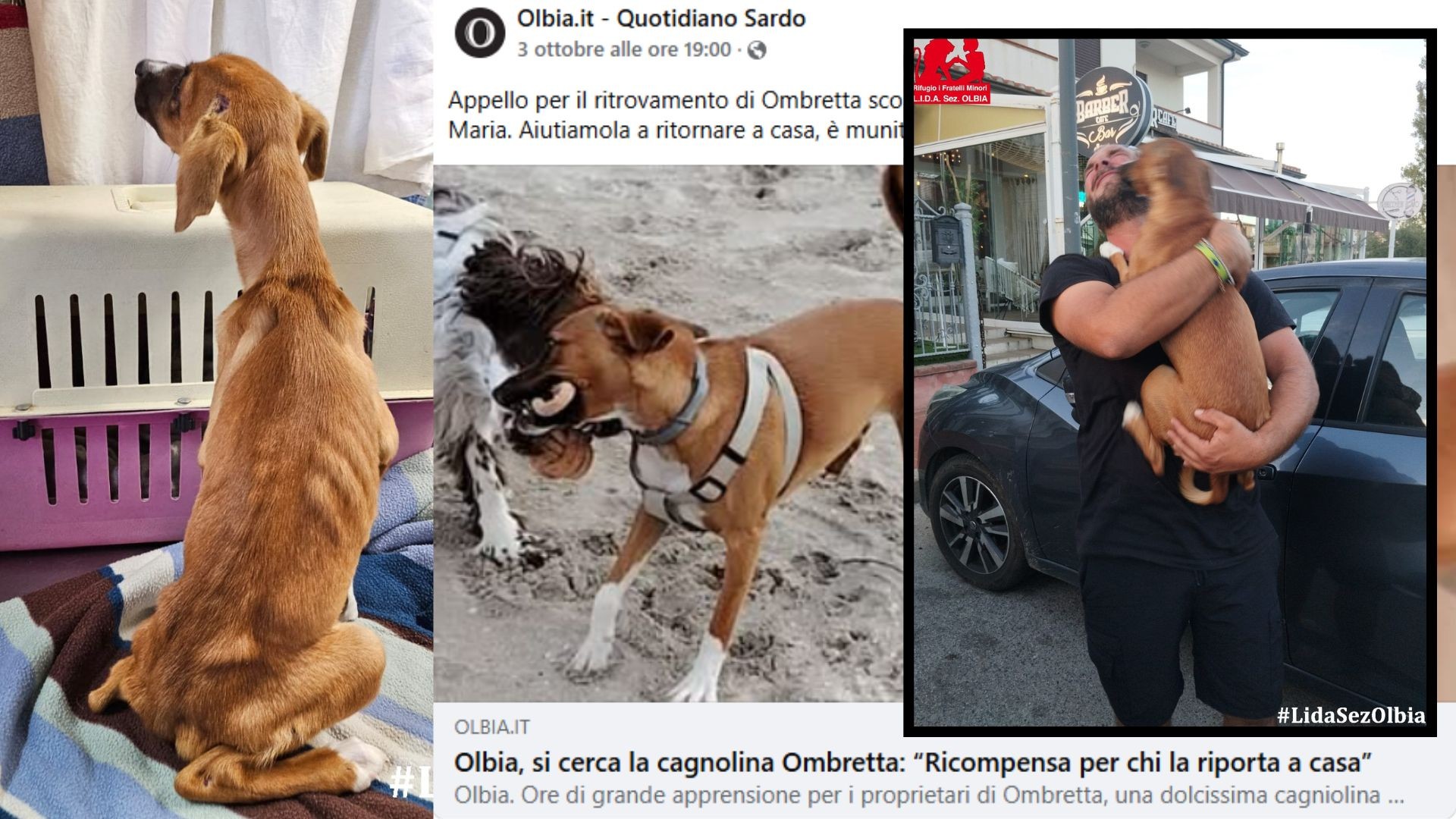 Ombretta ritrovata a 52 km da casa: la storia della cagnolina scomparsa a Olbia
