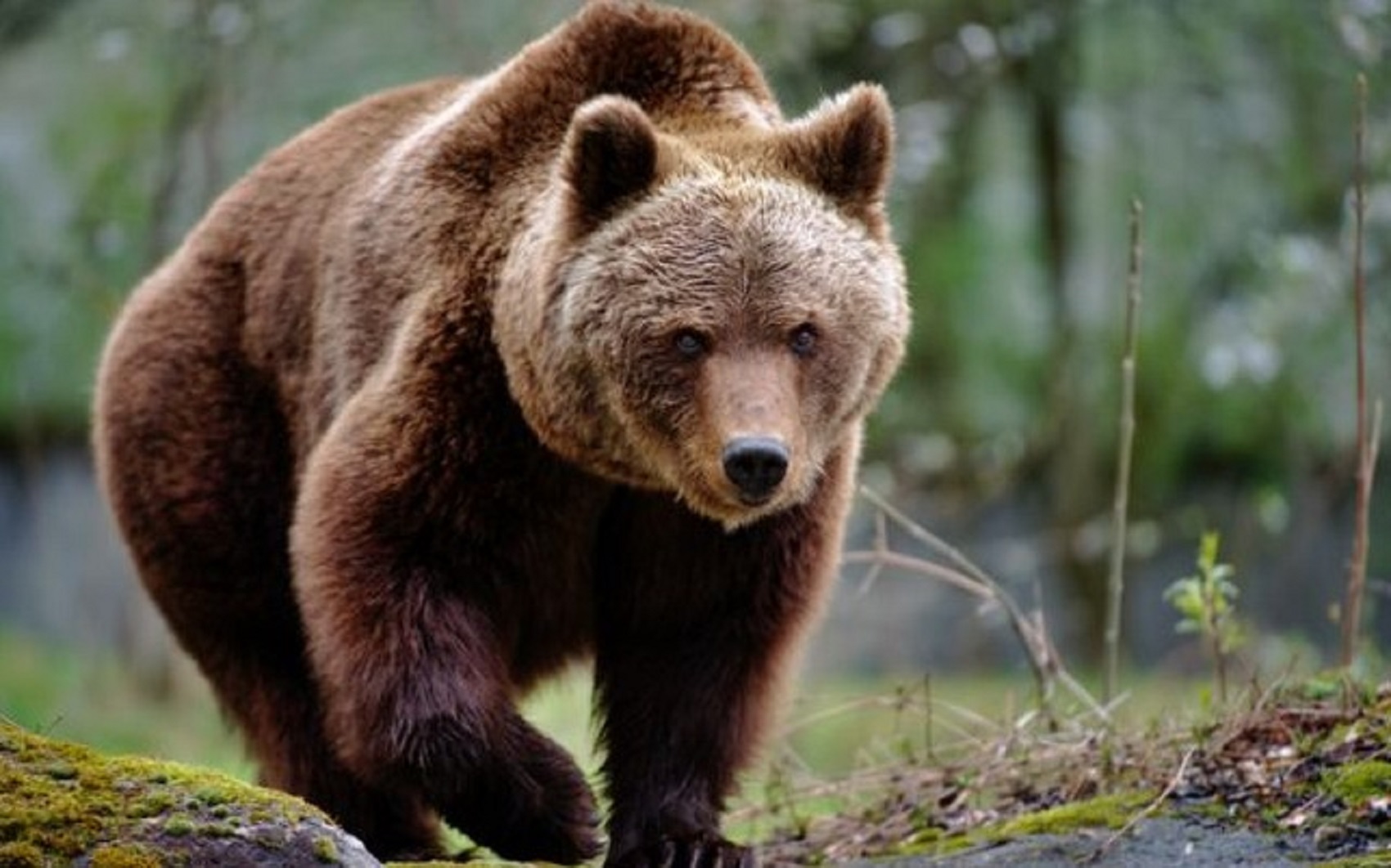 Orso bruno uccide escursionista in una foresta