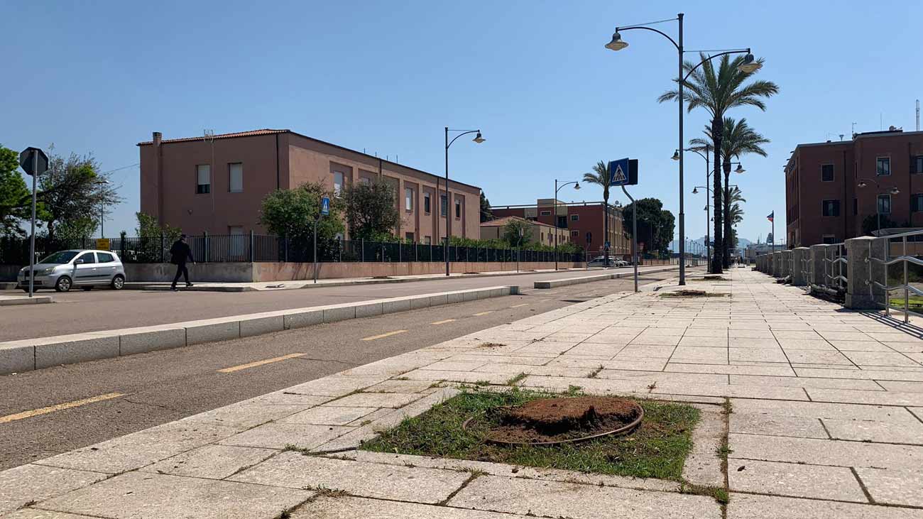 Olbia, addio alle palme di viale Isola Bianca: verranno sostituite