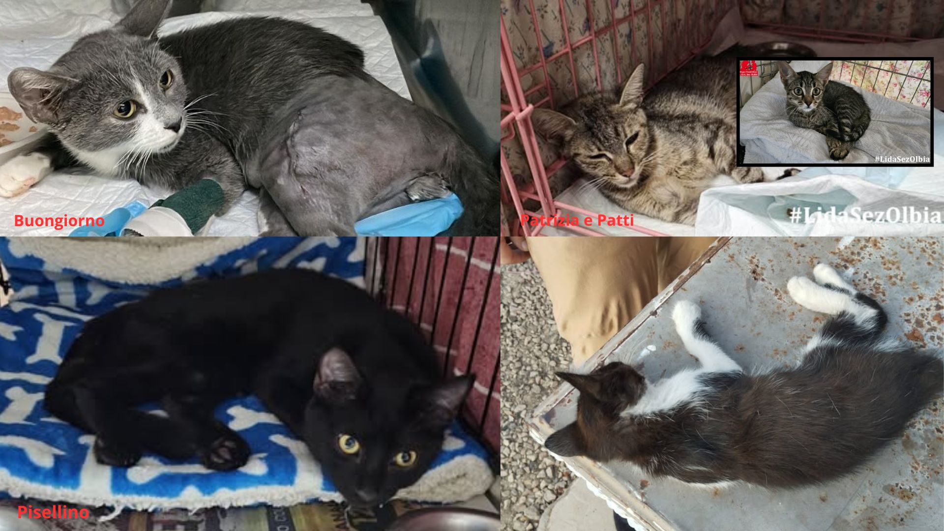 Olbia, quattro gatti e una sola lezione: non voltiamoci dall’altra parte