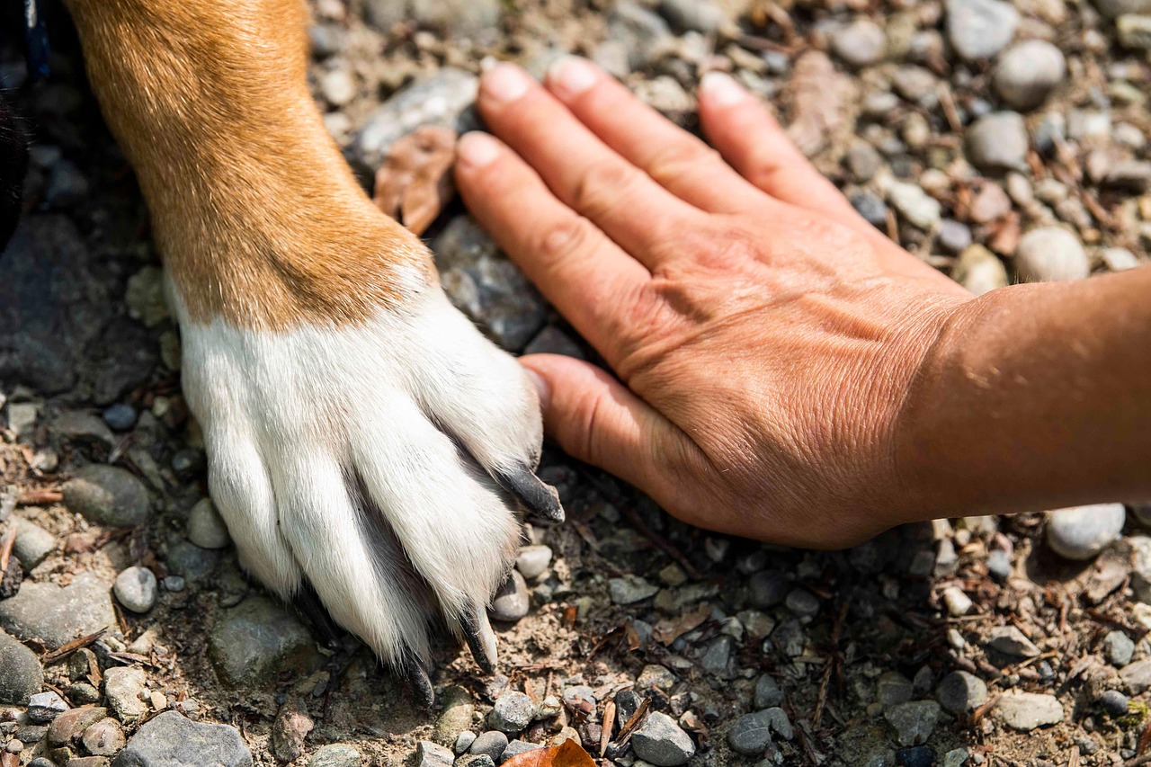 Badesi come il Giappone: la storia di Fulmine, l'Hachiko italiano