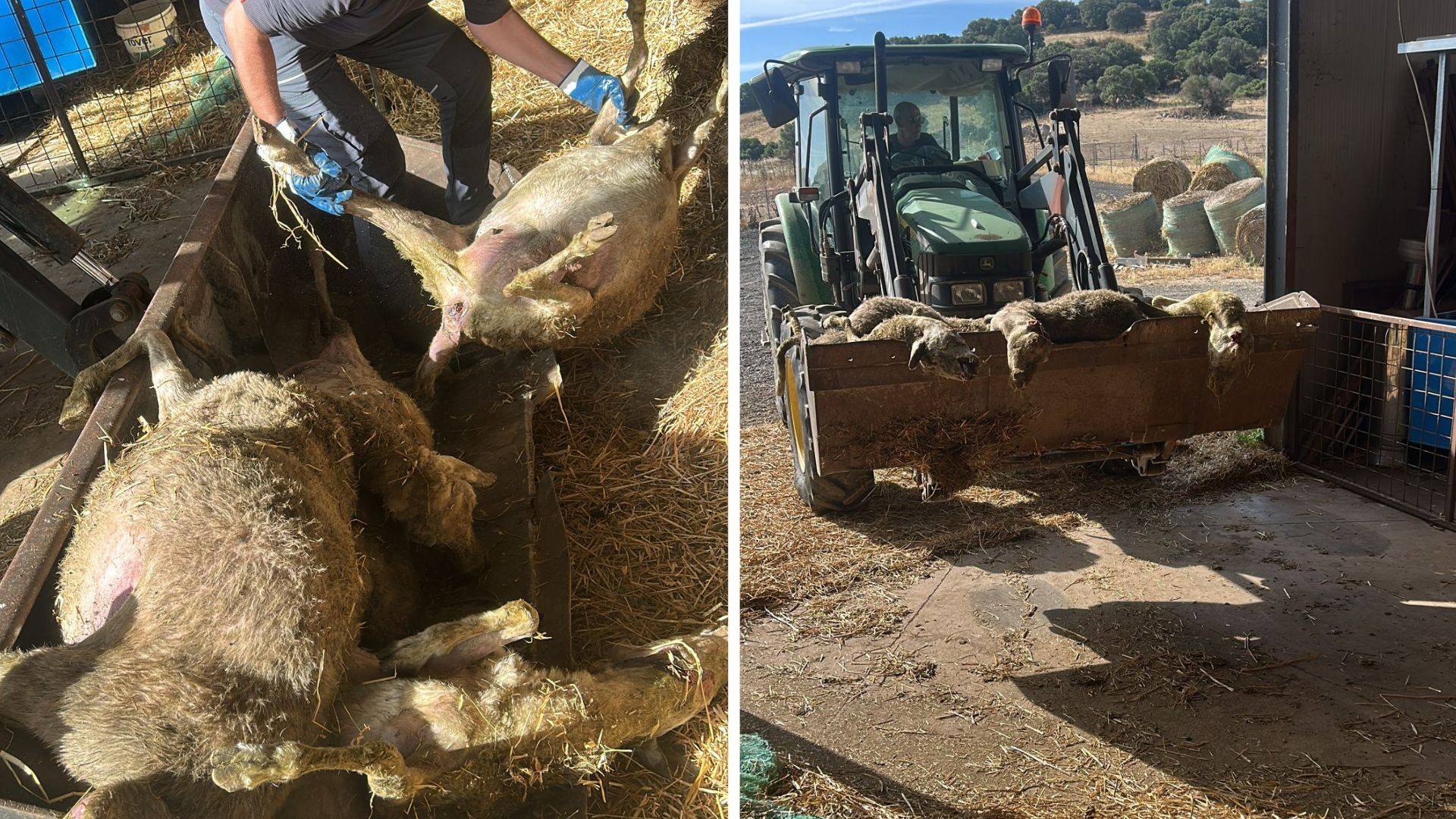 Olbia, cani vaganti uccidono una quindicina di pecore: allevatori esasperati
