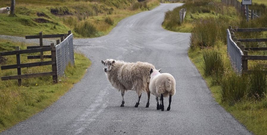 Gregge travolto da auto: morte 6 pecore