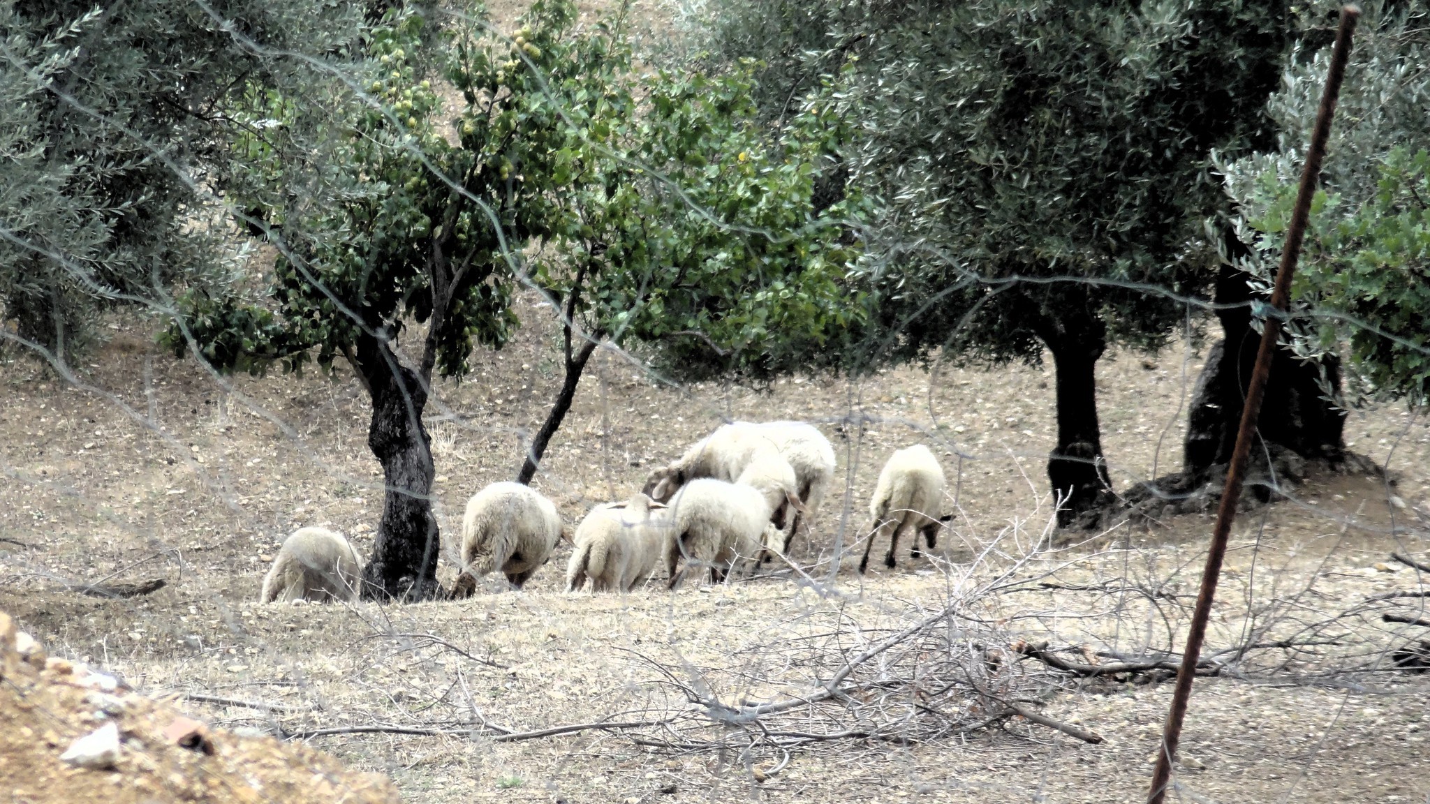 Pecore uccise da branco di cani: scattano denunce per omessa custodia
