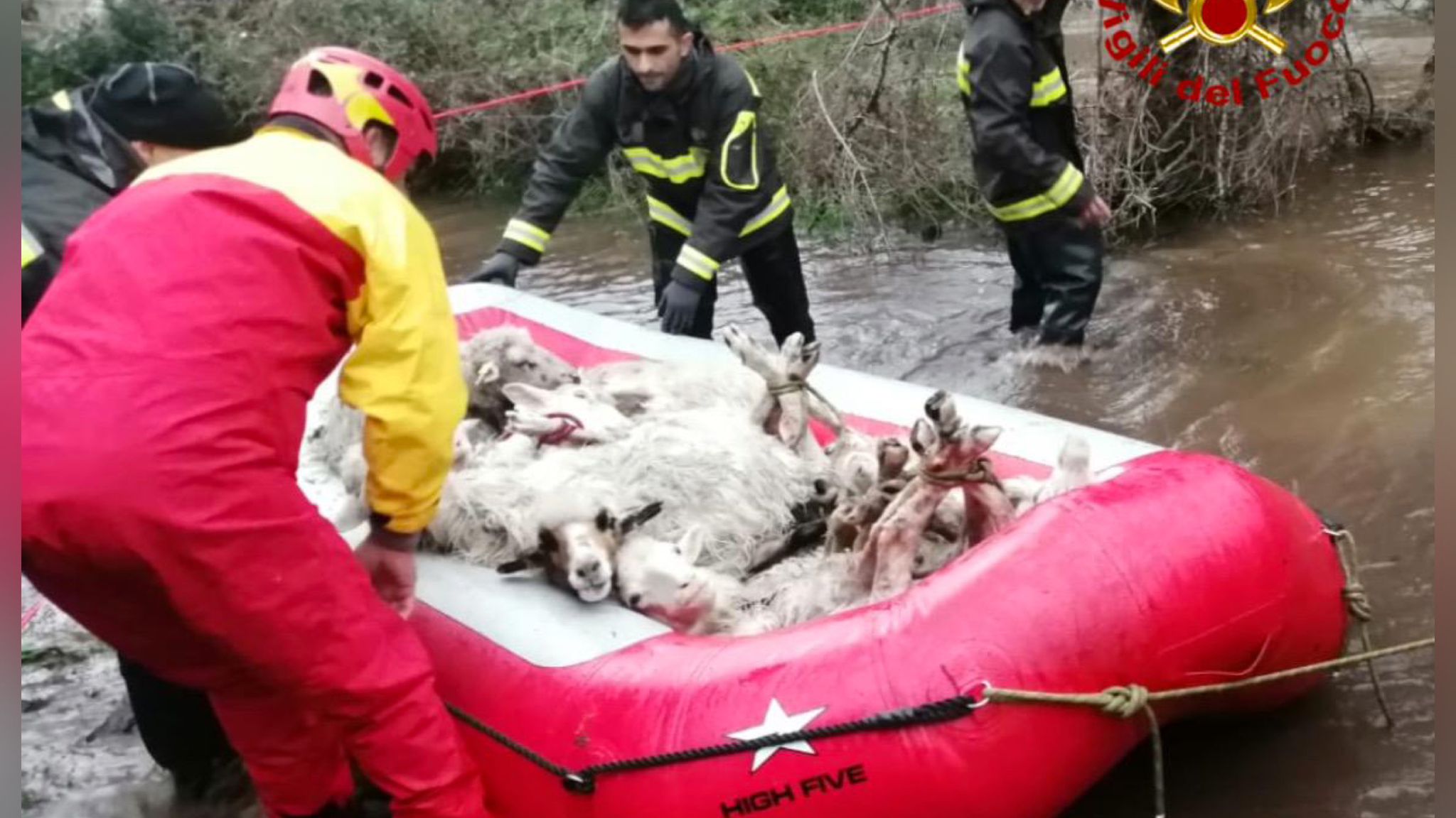 Maltempo: 30 pecore tratte in salvo