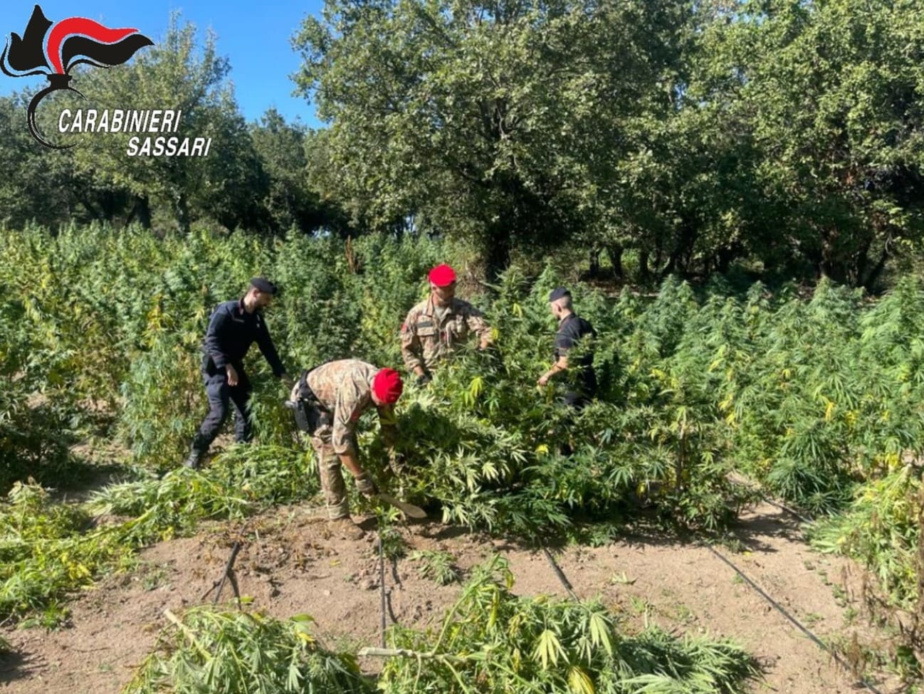 Oschiri: scoperta mega piantagione di cannabis, tre arresti