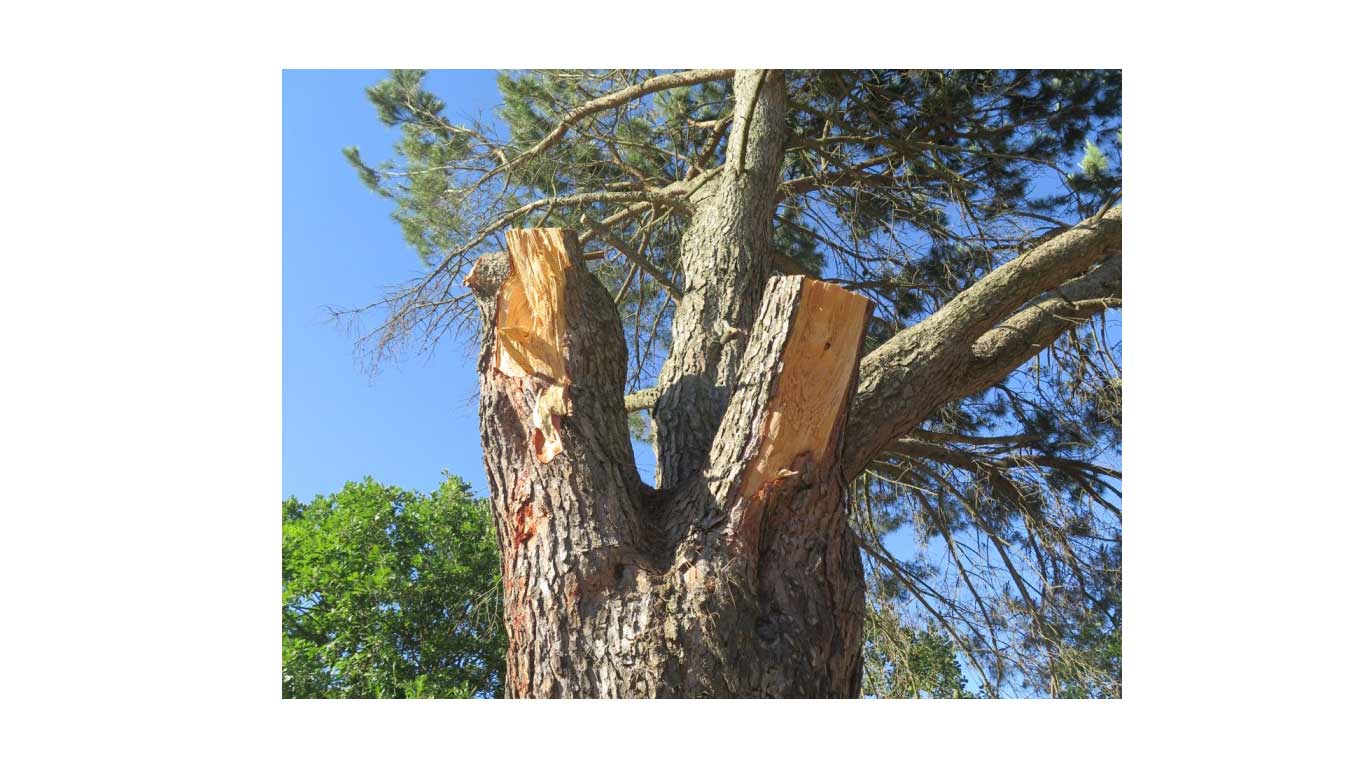 Tempio, Grig: albero danneggiato senza valutazione preventiva
