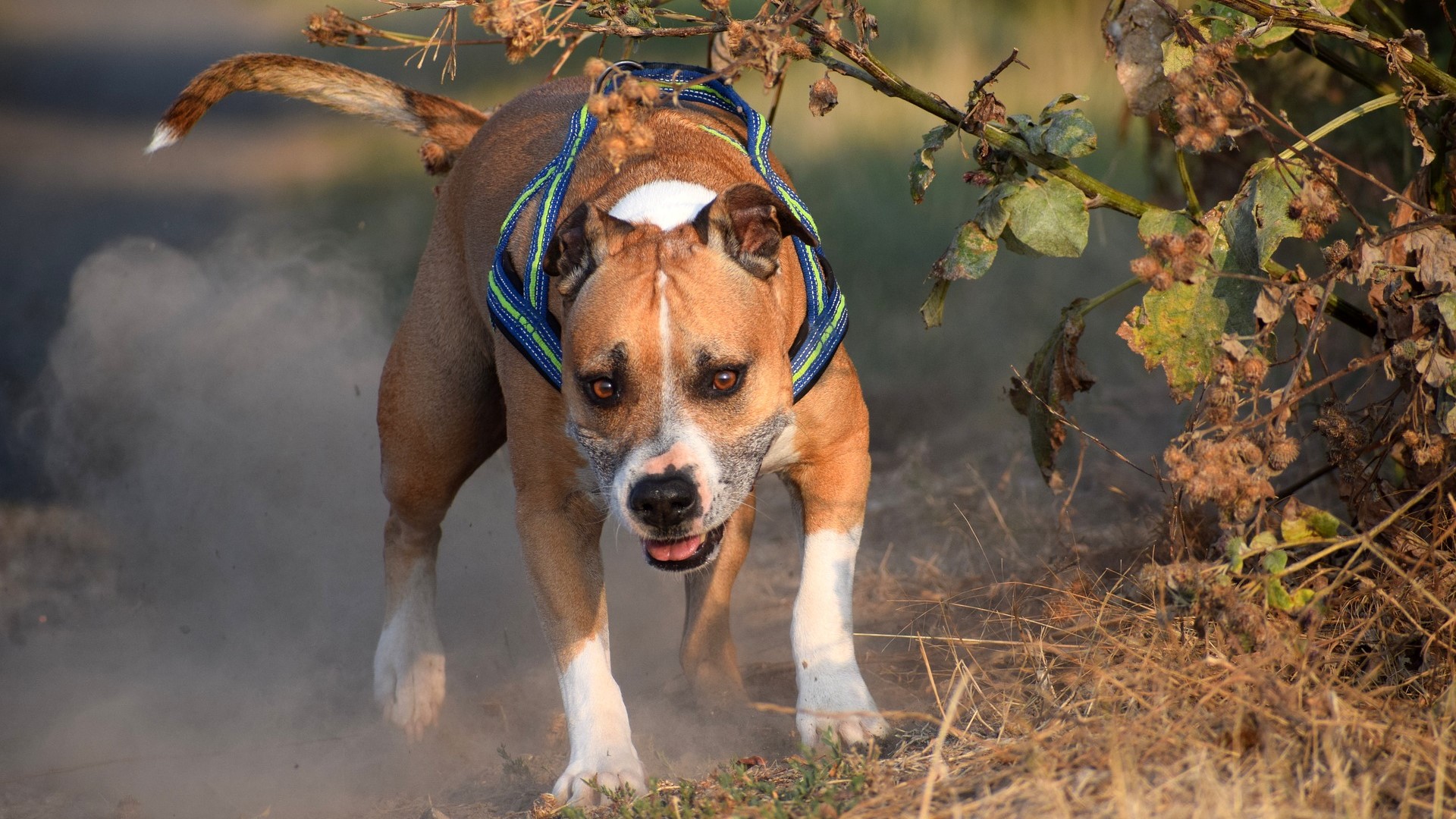 Ragazza azzannata da pitbull mentre fa jogging