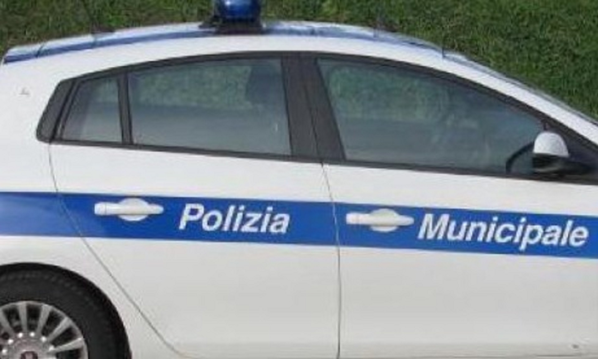 Terribile scoperta, madre e sei cuccioli uccisi in una discarica