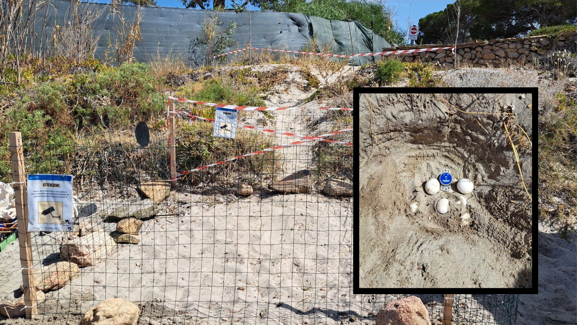 A Porto Taverna scoperto e messo in sicurezza un nido di tartaruga Caretta caretta