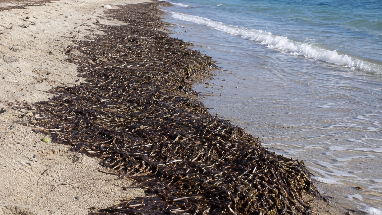 Palau, scontro sulla posidonia: il Comune difende gli interventi, il Comitato ribatte 
