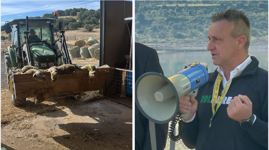 Olbia, dopo la strage di pecore Coldiretti lancia l'allarme: 