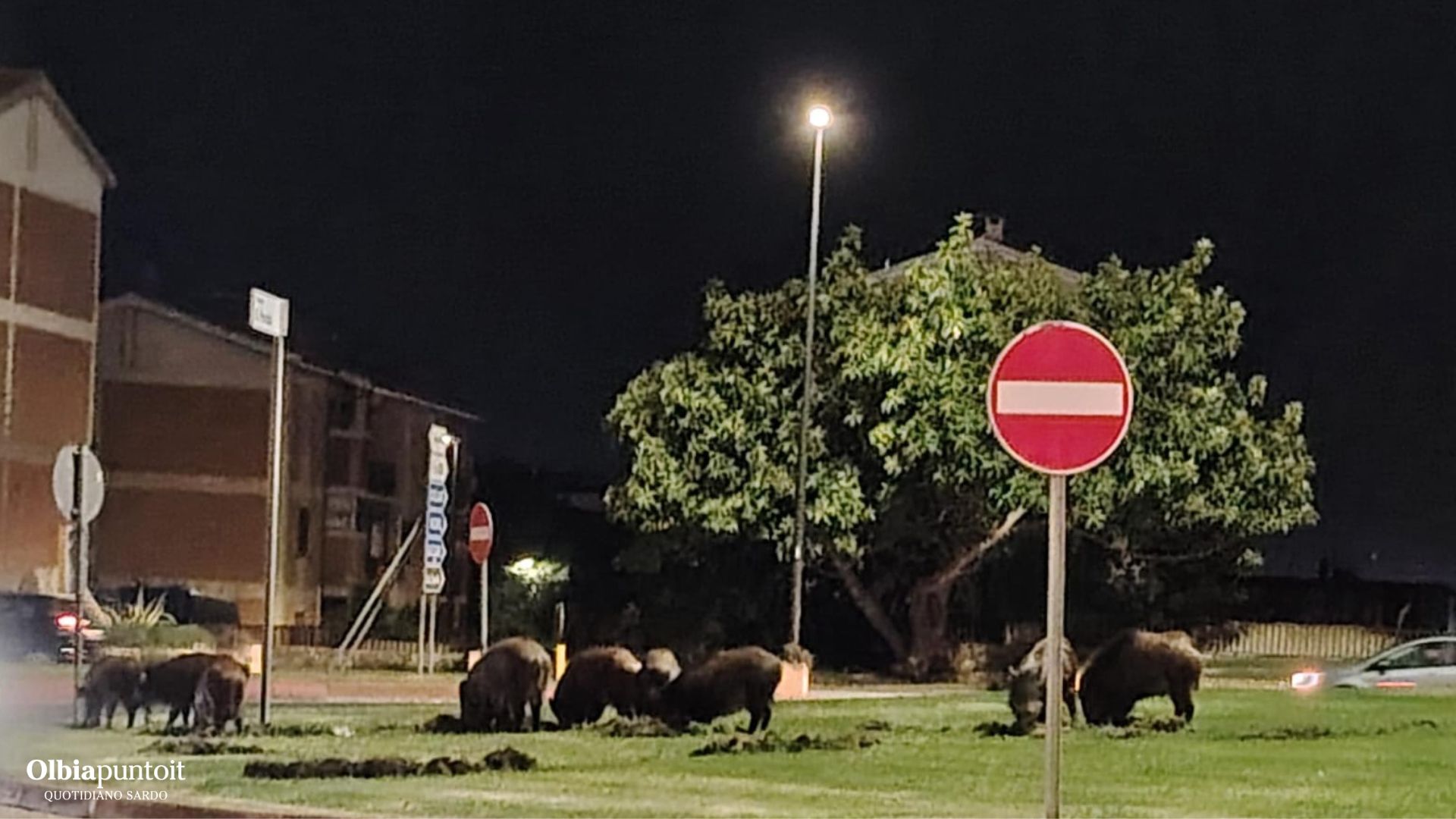 Cinghiali padroni della notte a Olbia: le foto che testimoniano l'emergenza