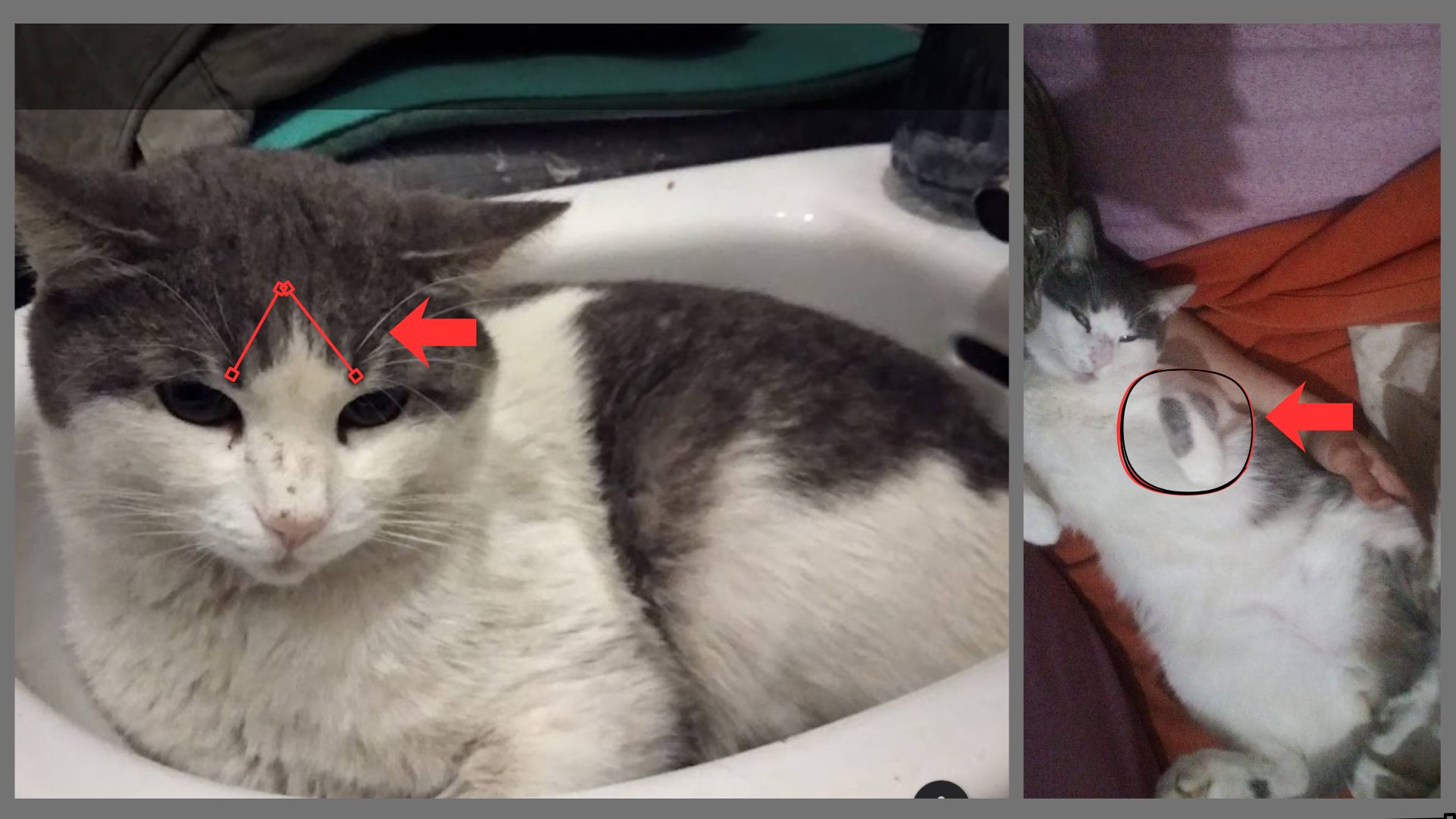 Olbia, un anno senza Sandia: l’appello disperato per ritrovare il gatto scomparso nel nulla