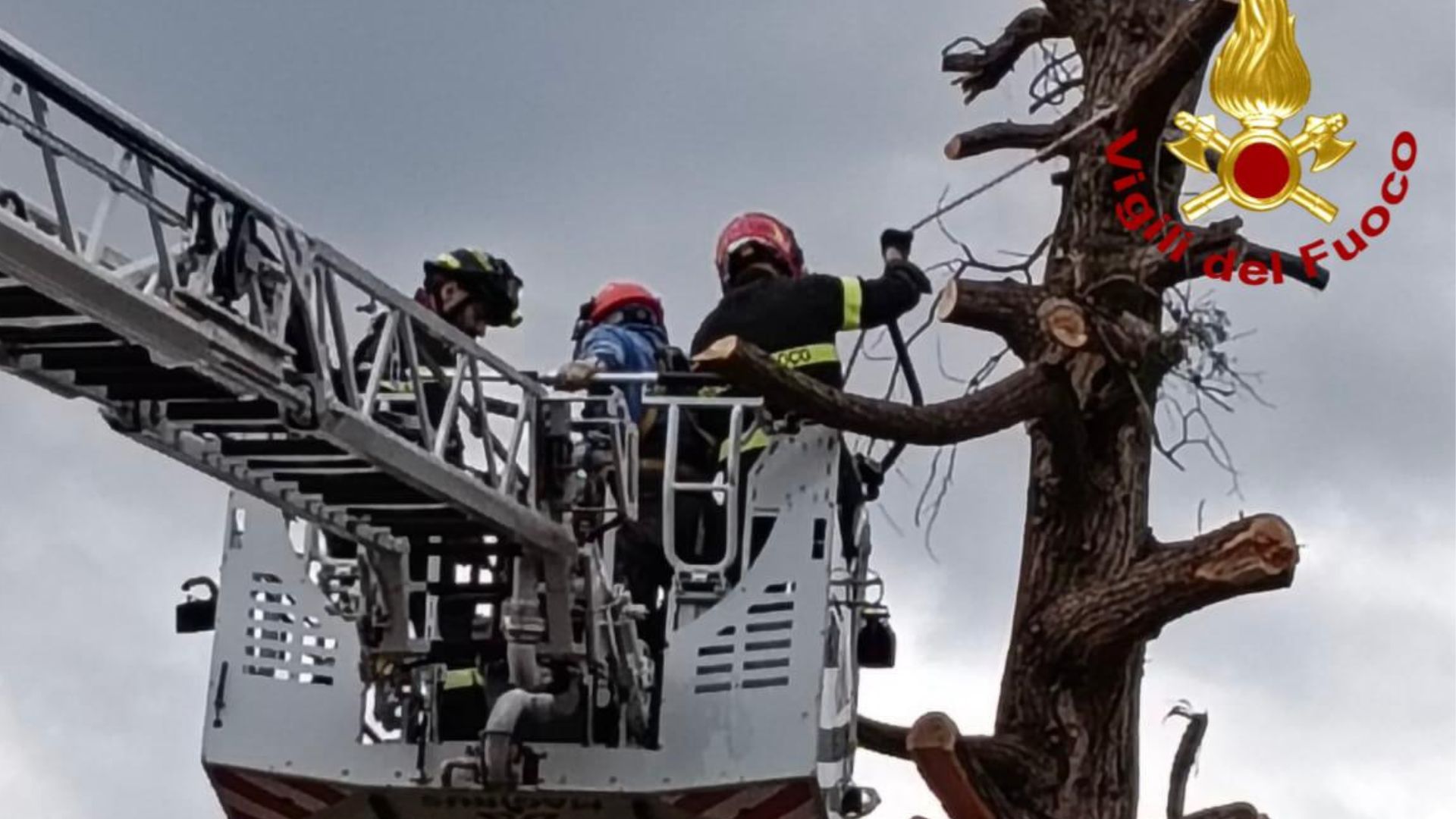 Colpito da ramo mentre pota un pino a dieci metri d’altezza: salvo