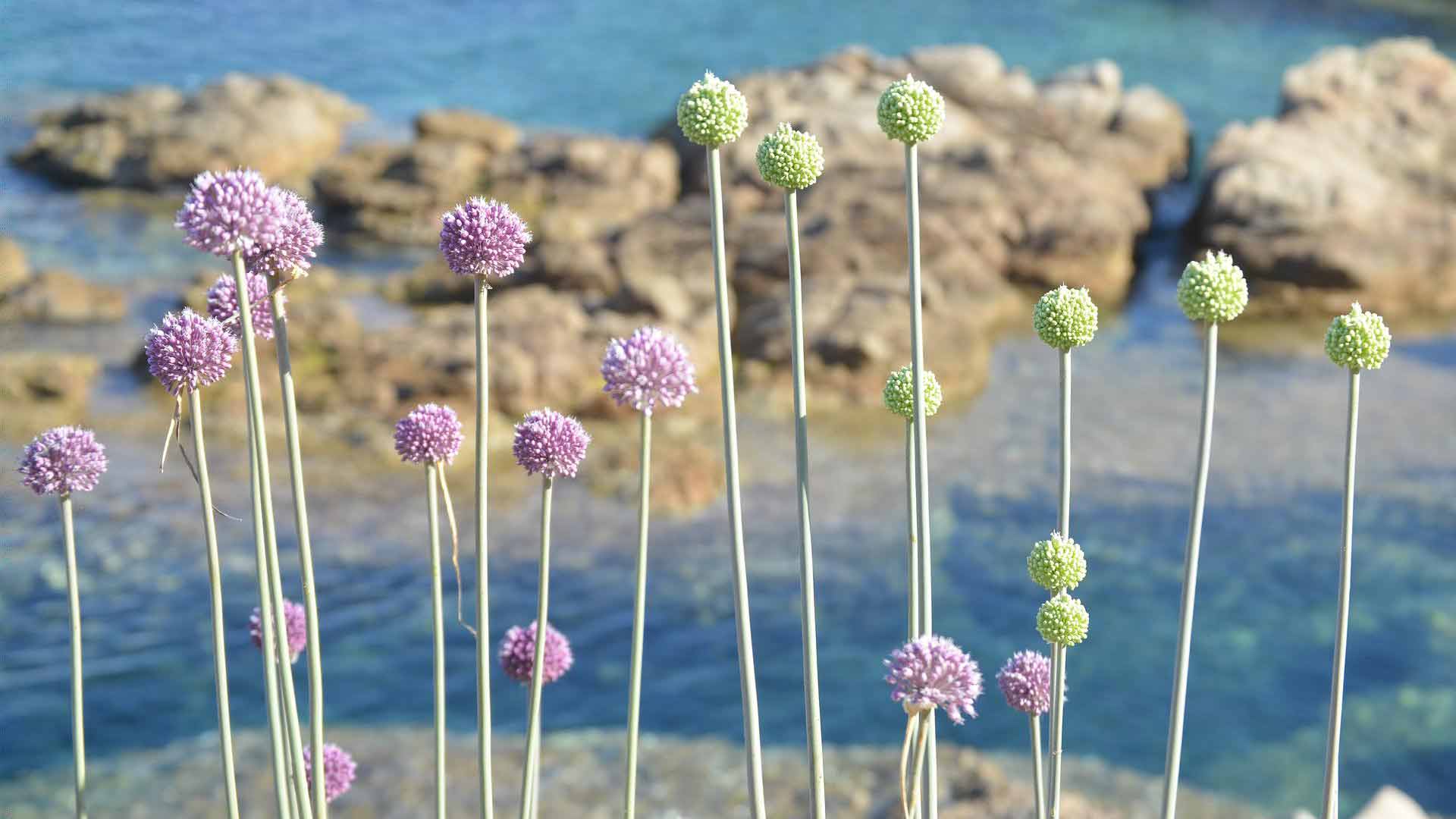 Gallura: sette Comuni premiati con la Bandiera Blu