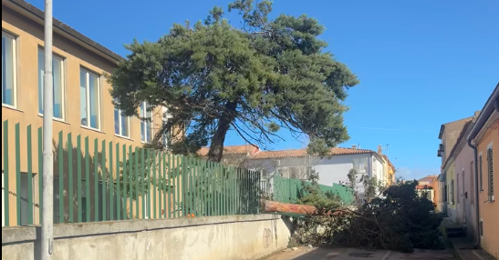  Sant’Antonio di Gallura: albero crolla nel cortile della scuola