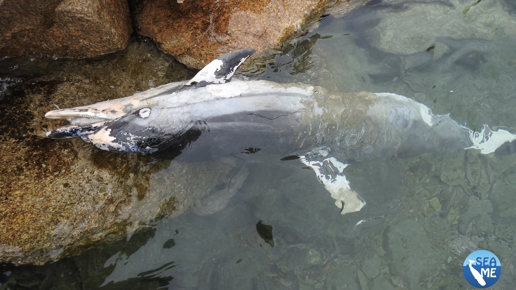 SeaMe Sardinia e la tutela dei cetacei: mari sempre più inquinati
