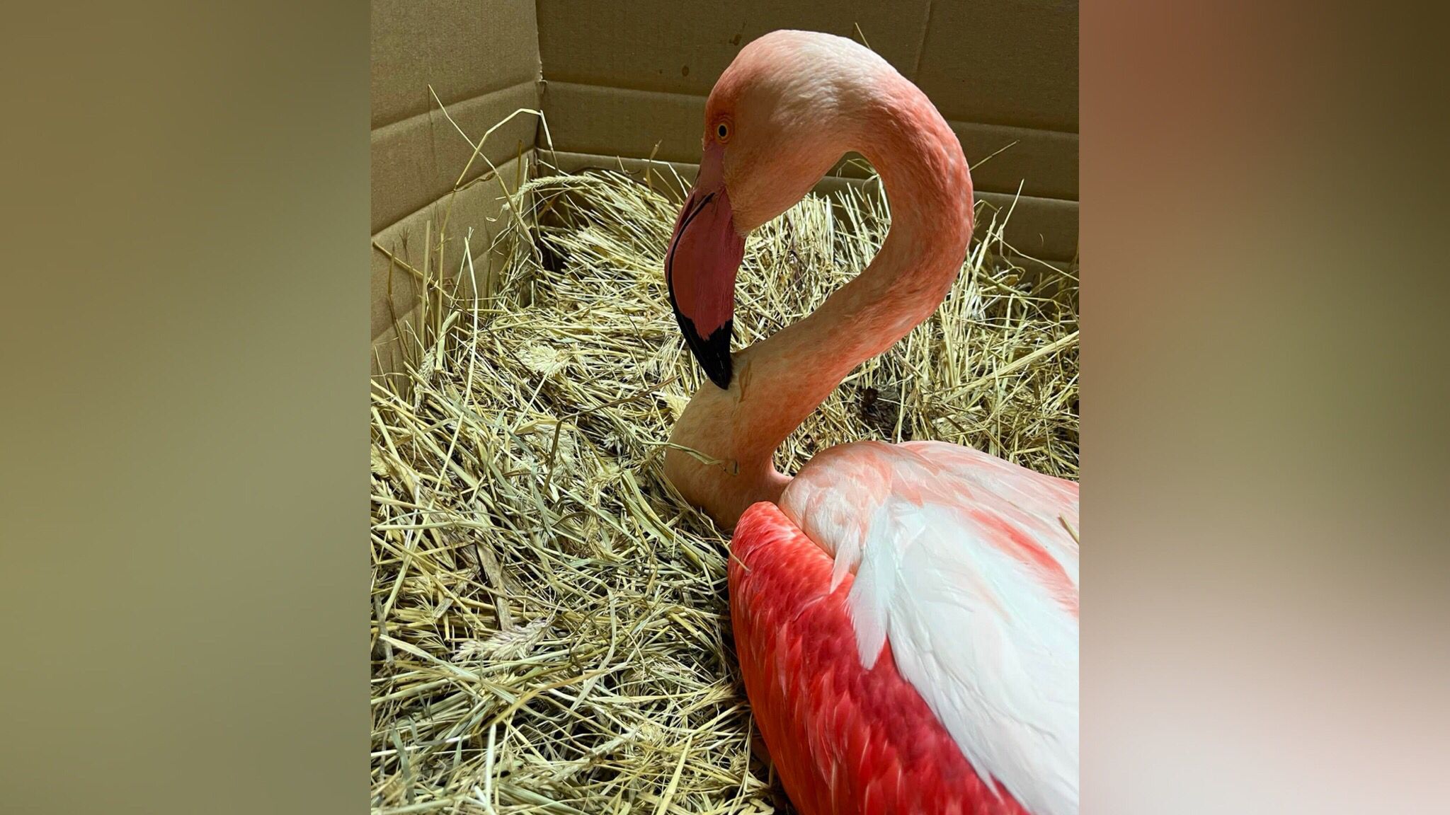 Fenicottero rosa intrappolato in una lenza: muore dopo giorni