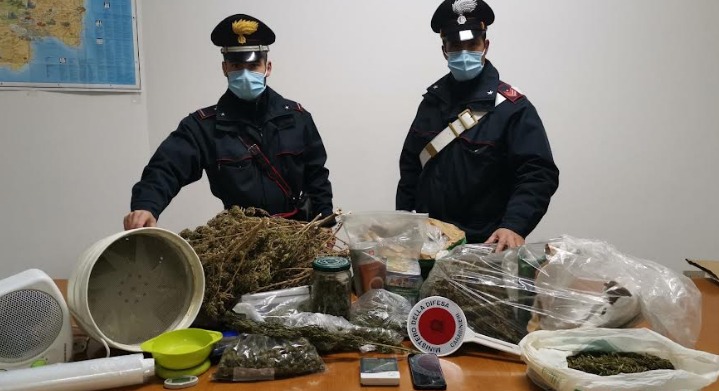 Piantagione di marijuana nell'azienda agricola: allevatore arrestato
