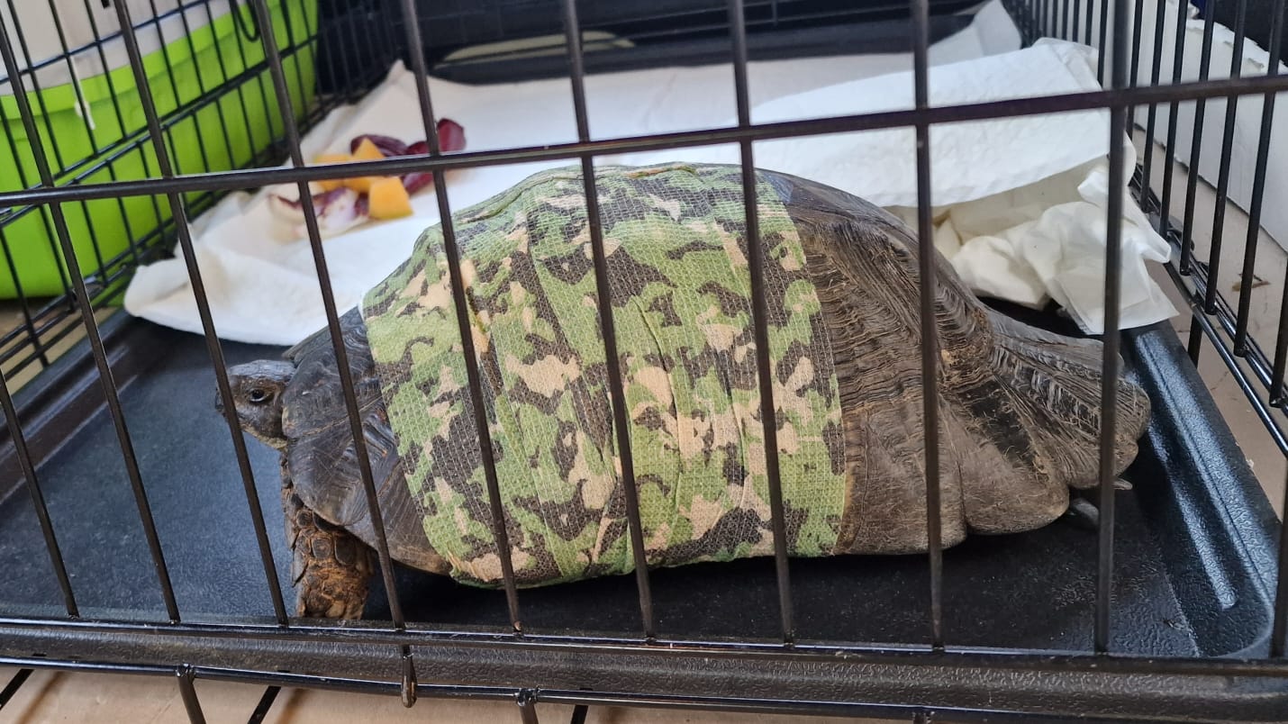 Olbia, la tartaruga Simplicia non ce l'ha fatta
