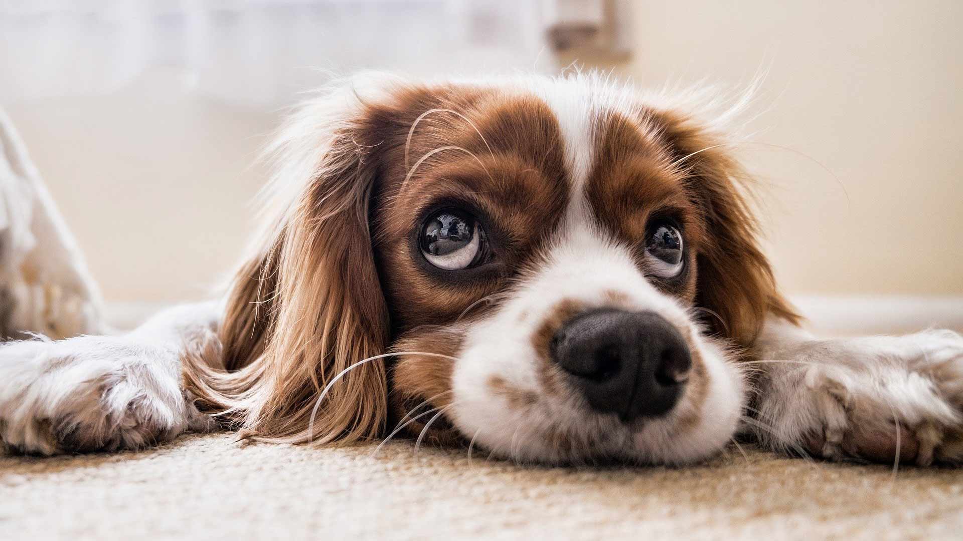 Olbia, vietato lasciare i cani liberi e obbligo denuncia cucciolate