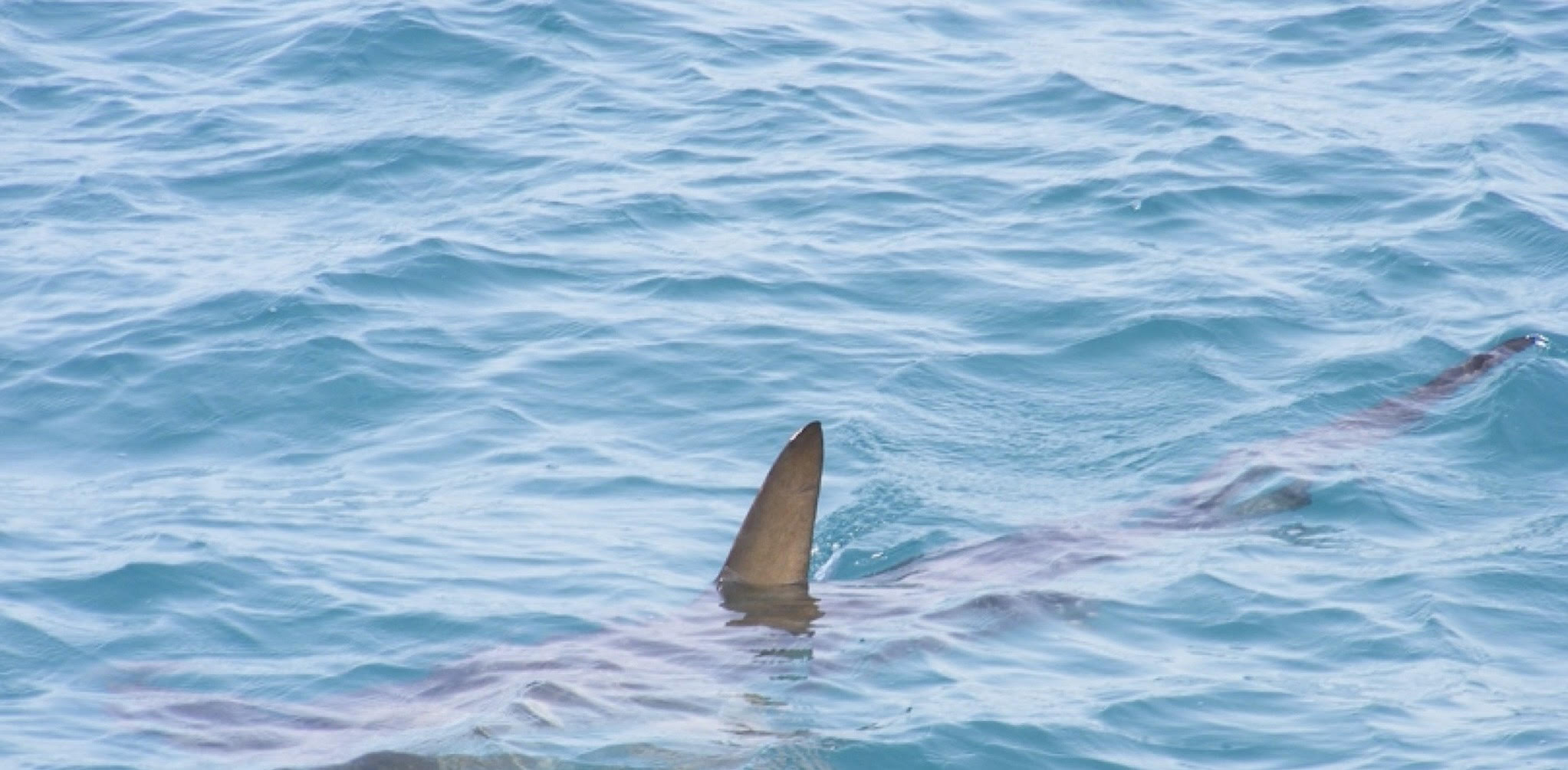Gallura, avvistati gli squali: tanti negli ultimi anni