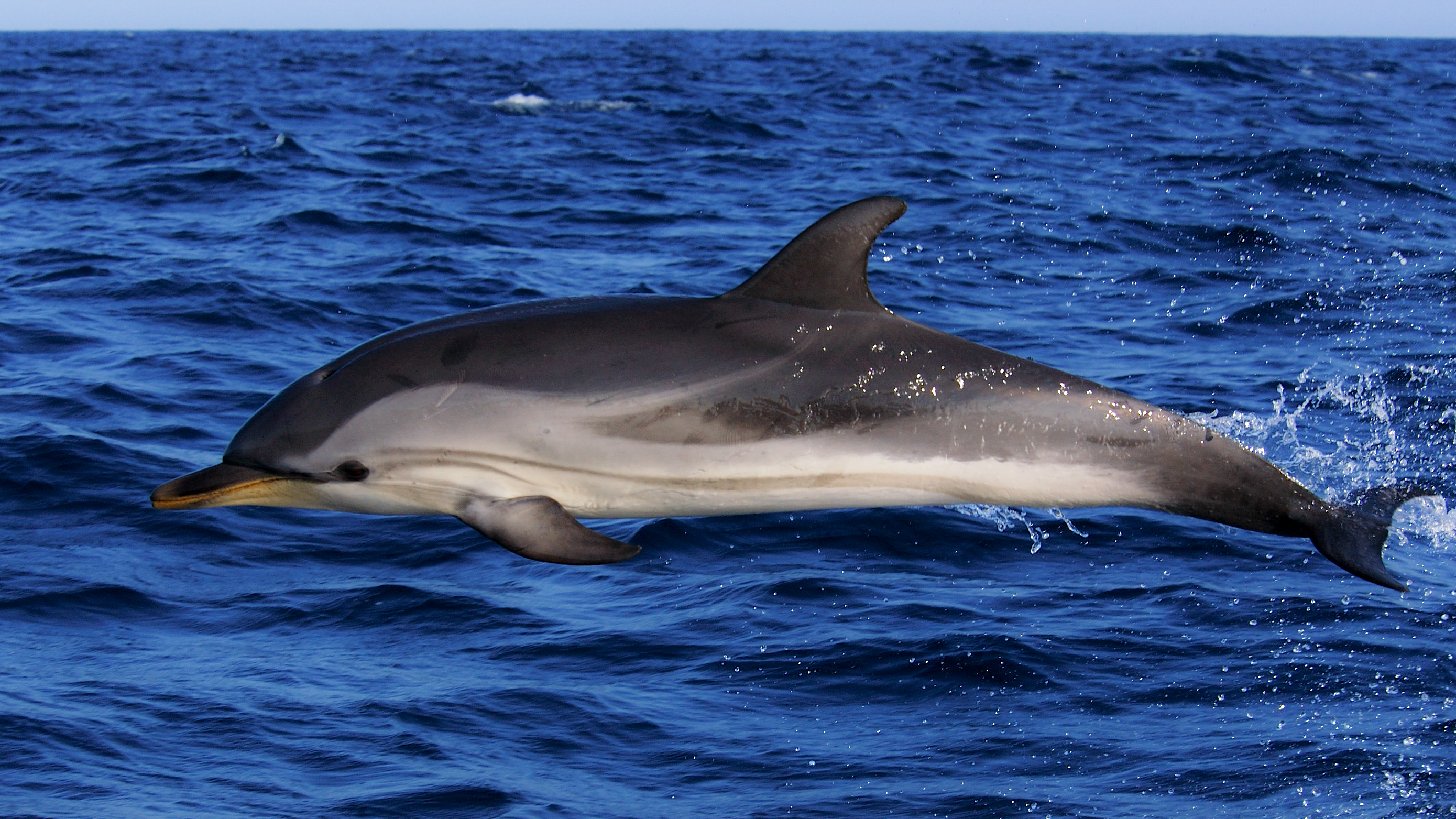 Dalle Navi Gialle riparte la 17esima stagione consecutiva di monitoraggi nel Santuario Pelagos