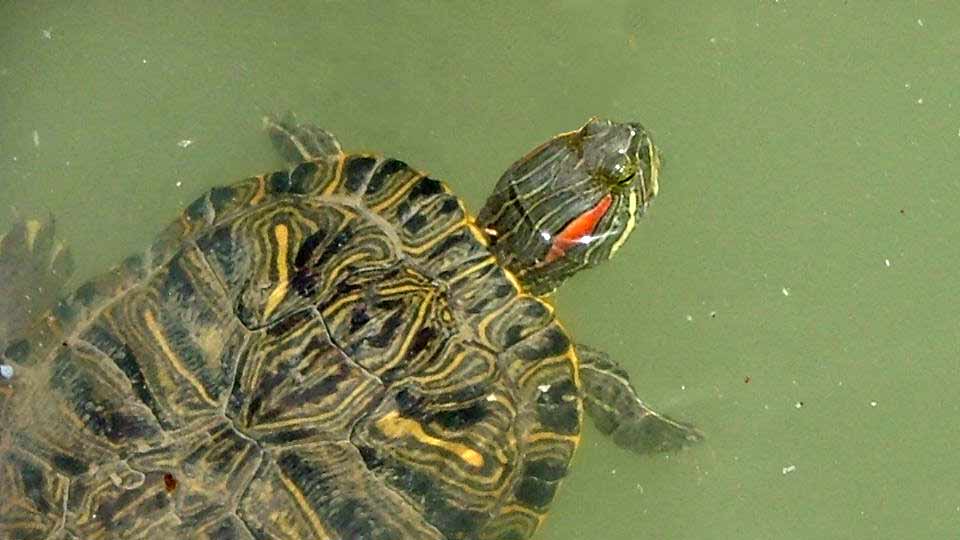 Budoni: recuperate tre tartarughe palustri 