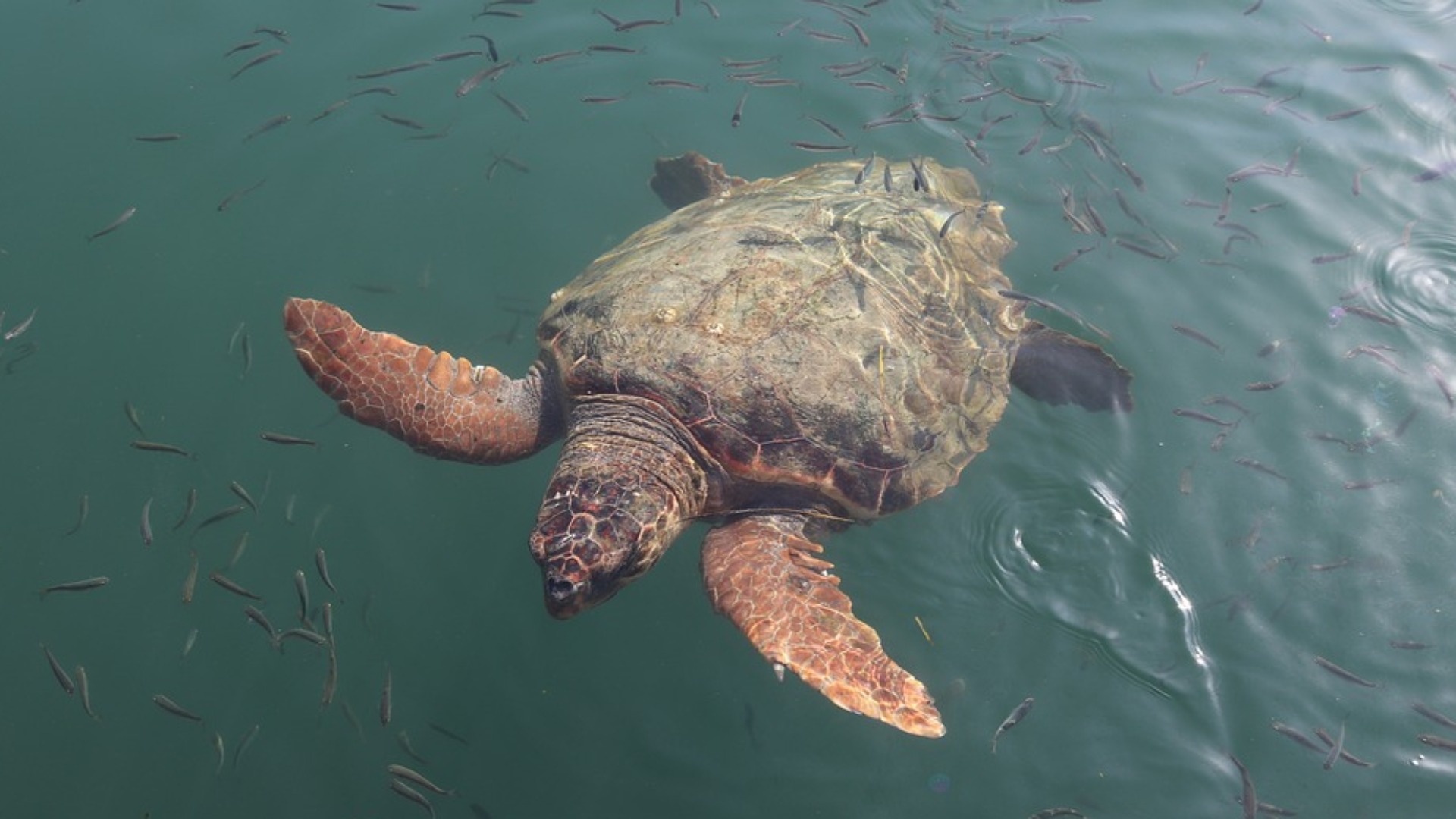 Tratta in salvo tartaruga Caretta caretta, vittima della plastica in mare