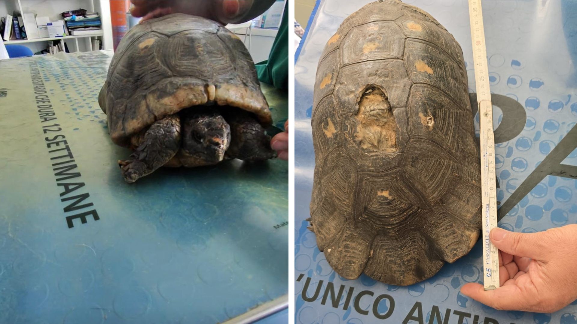 Olbia, vecchia tartaruga in strada a Suiles: salvata dai passanti e rimessa in sicurezza